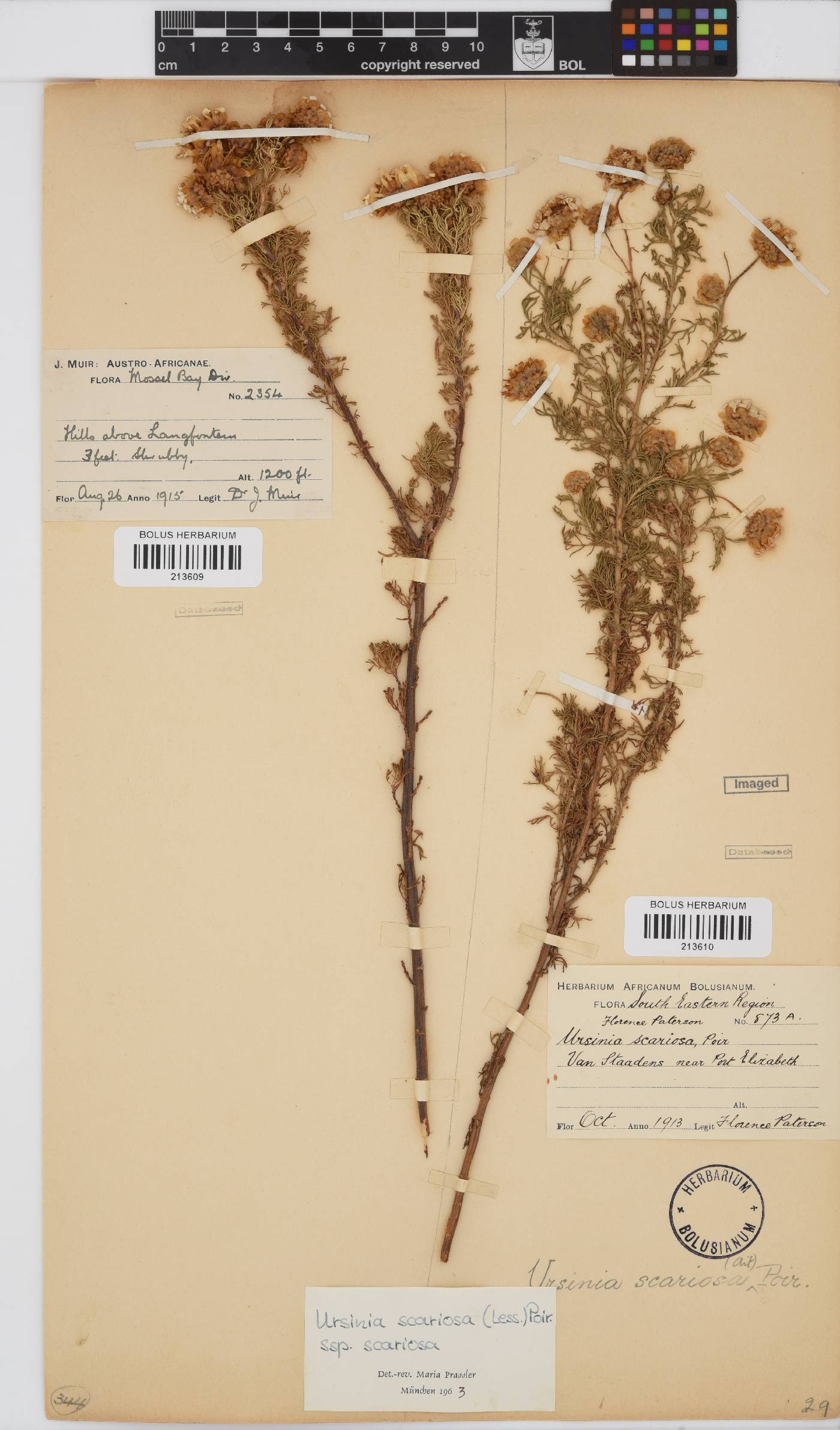 Ursinia scariosa subsp. scariosa image