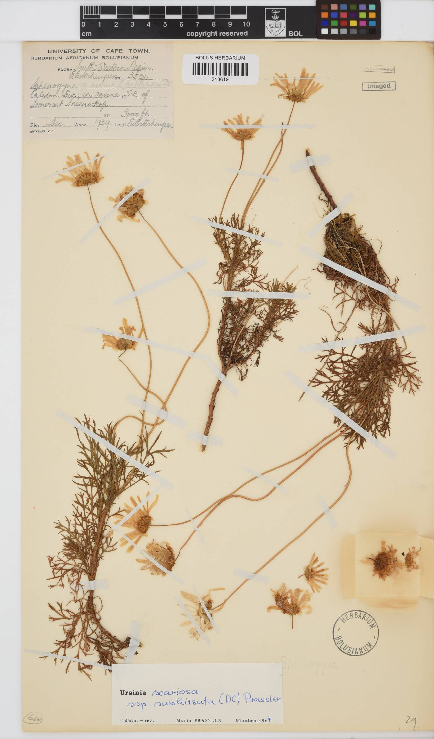 Ursinia scariosa image