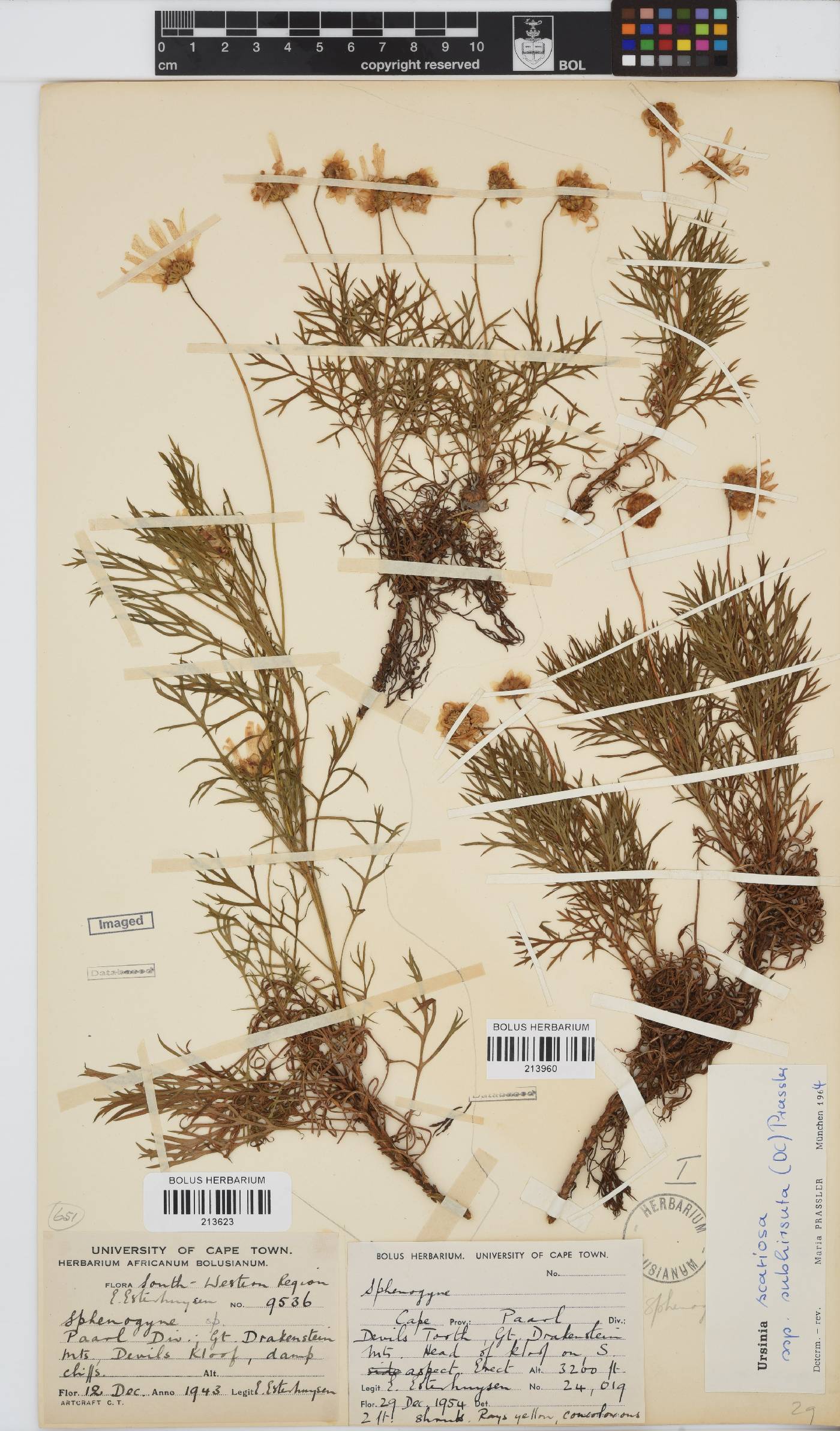 Ursinia scariosa image
