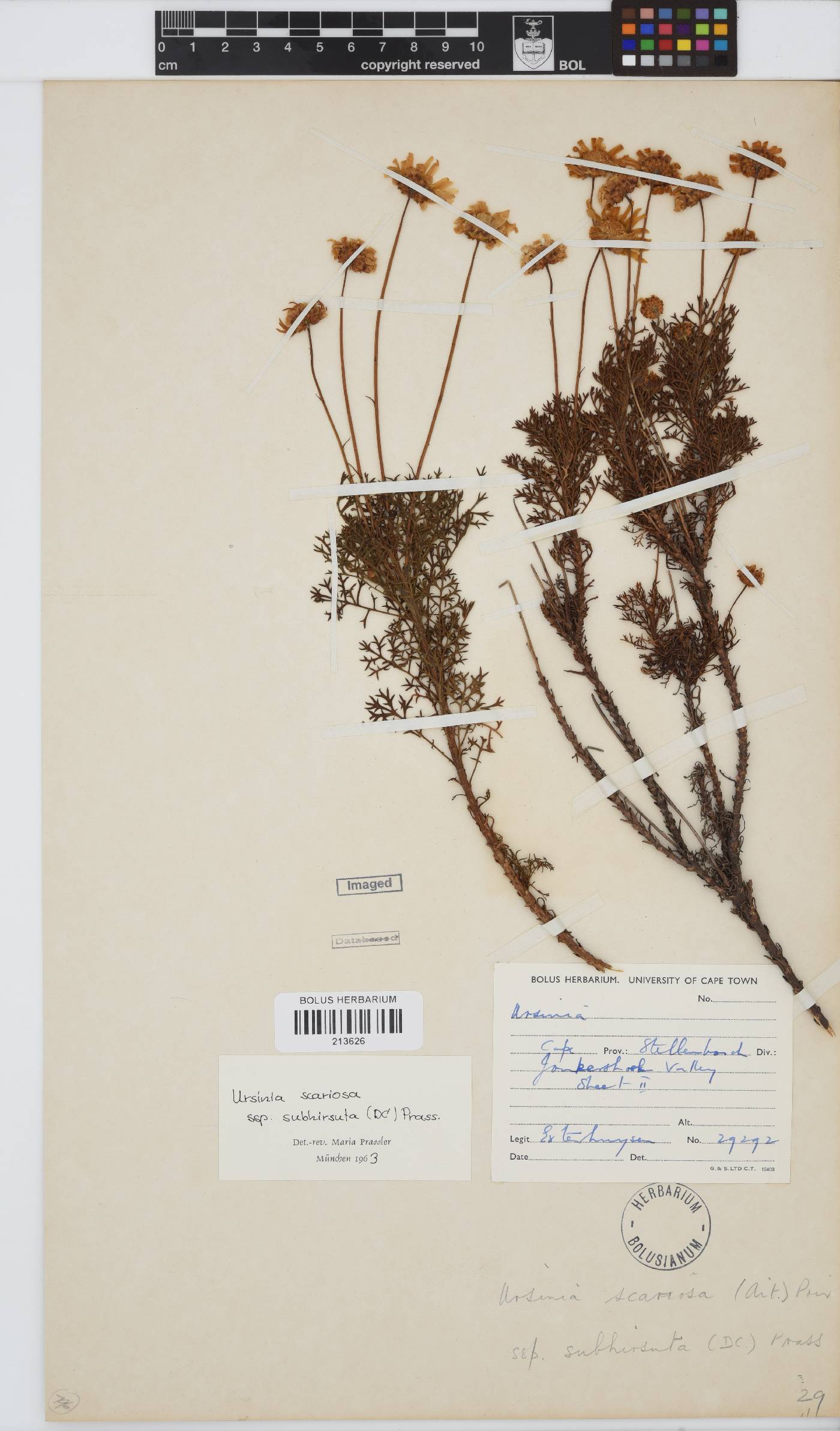 Ursinia scariosa subsp. subhirsuta image