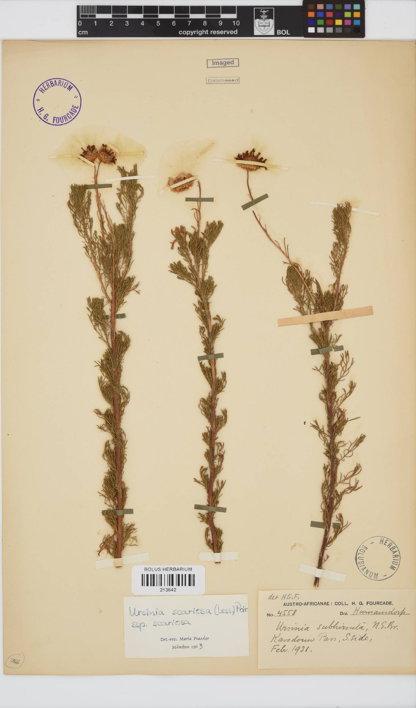 Ursinia scariosa subsp. subhirsuta image