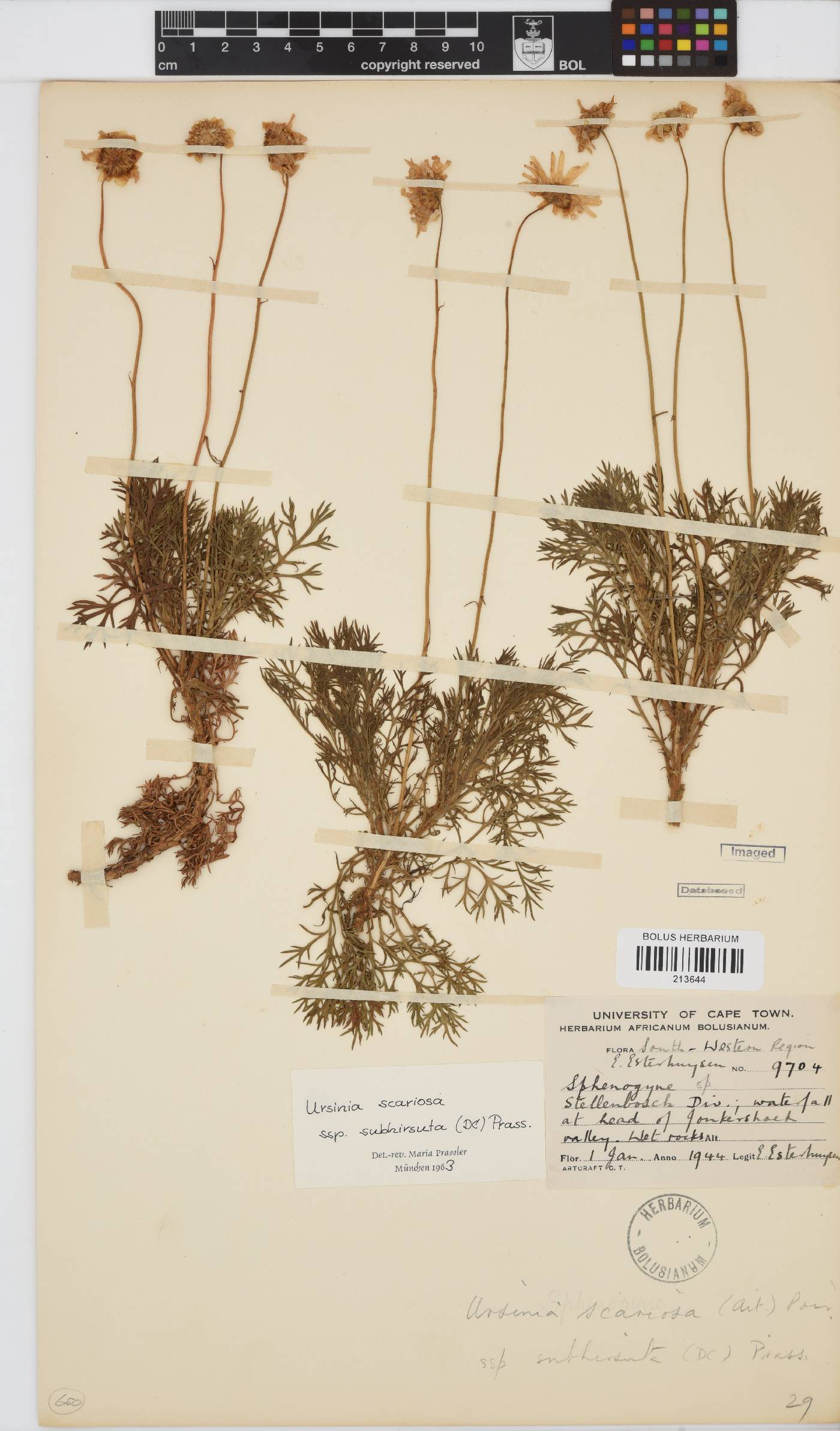 Ursinia scariosa subsp. subhirsuta image