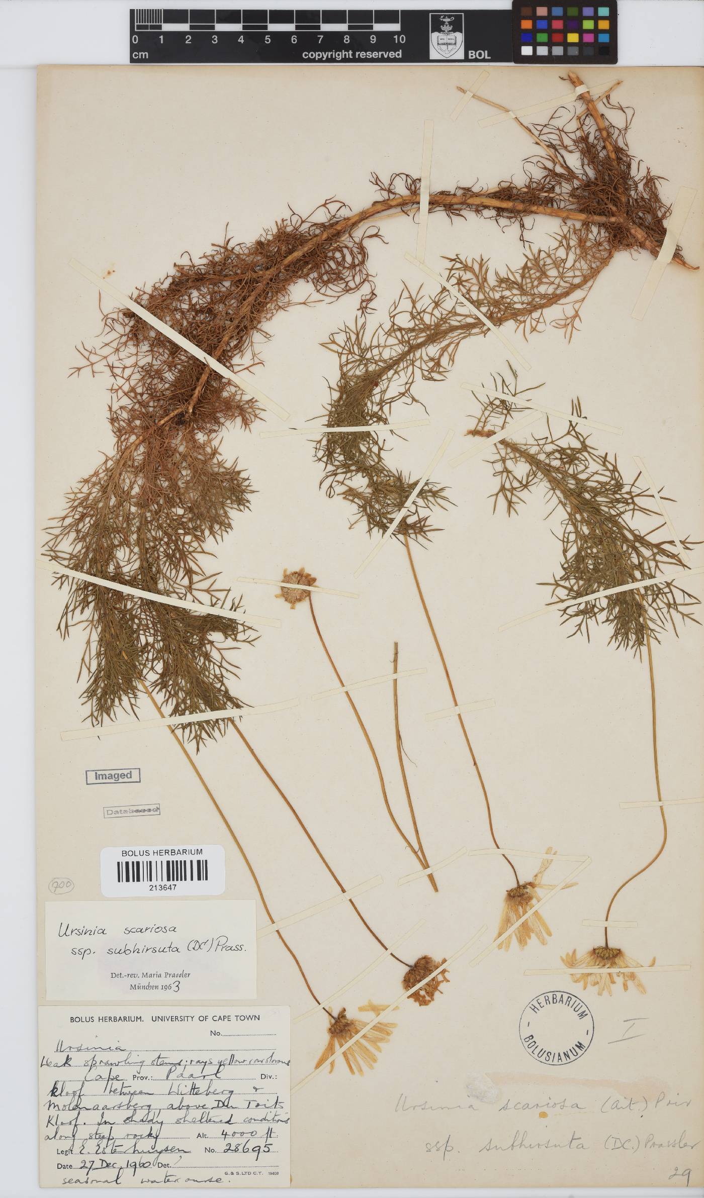 Ursinia scariosa subsp. subhirsuta image