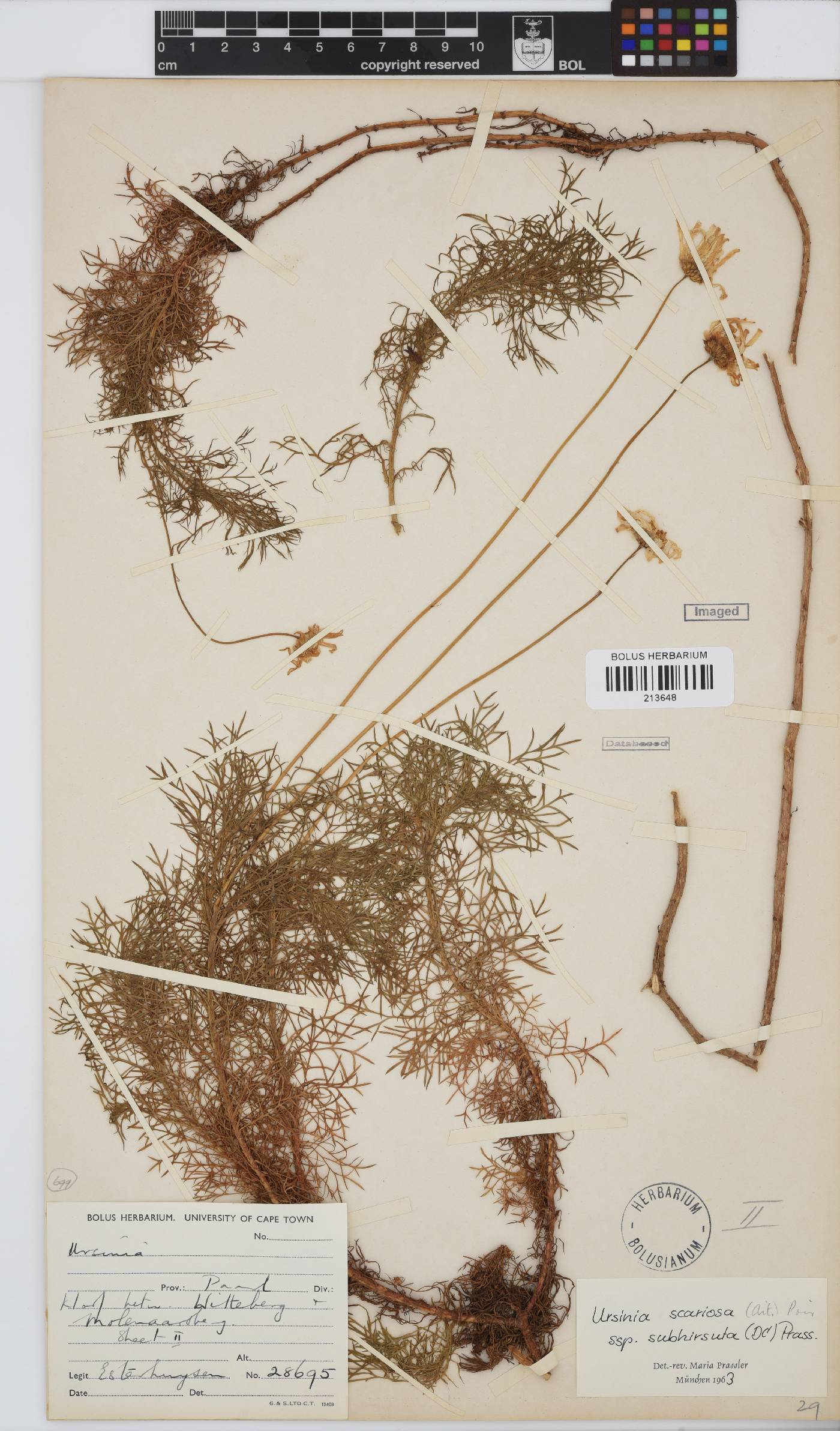 Ursinia scariosa subsp. subhirsuta image
