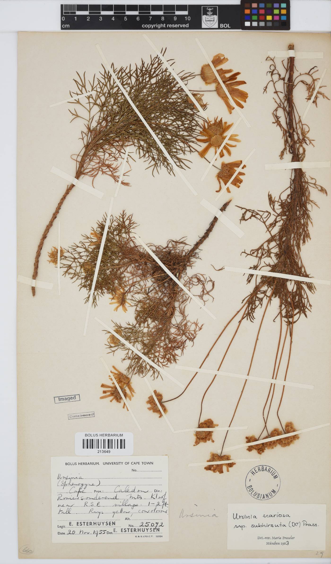 Ursinia scariosa subsp. subhirsuta image