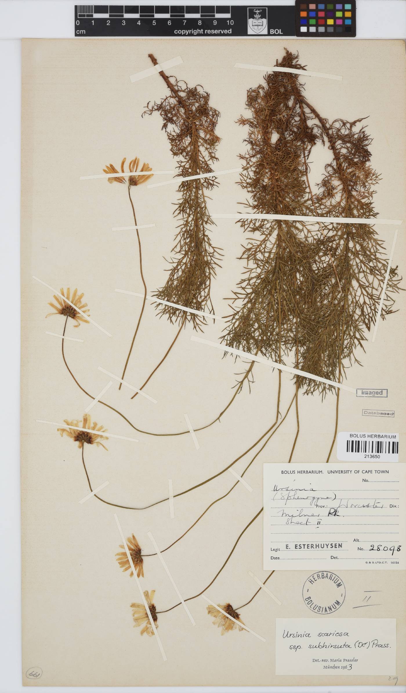 Ursinia scariosa subsp. subhirsuta image
