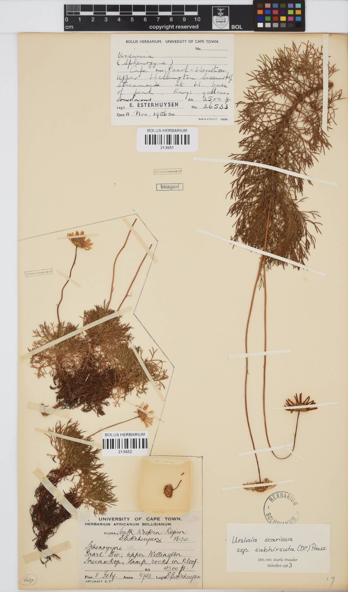 Ursinia scariosa subsp. subhirsuta image