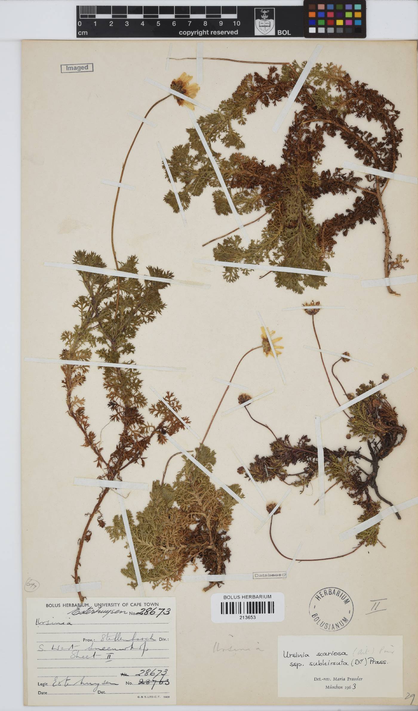 Ursinia scariosa subsp. subhirsuta image