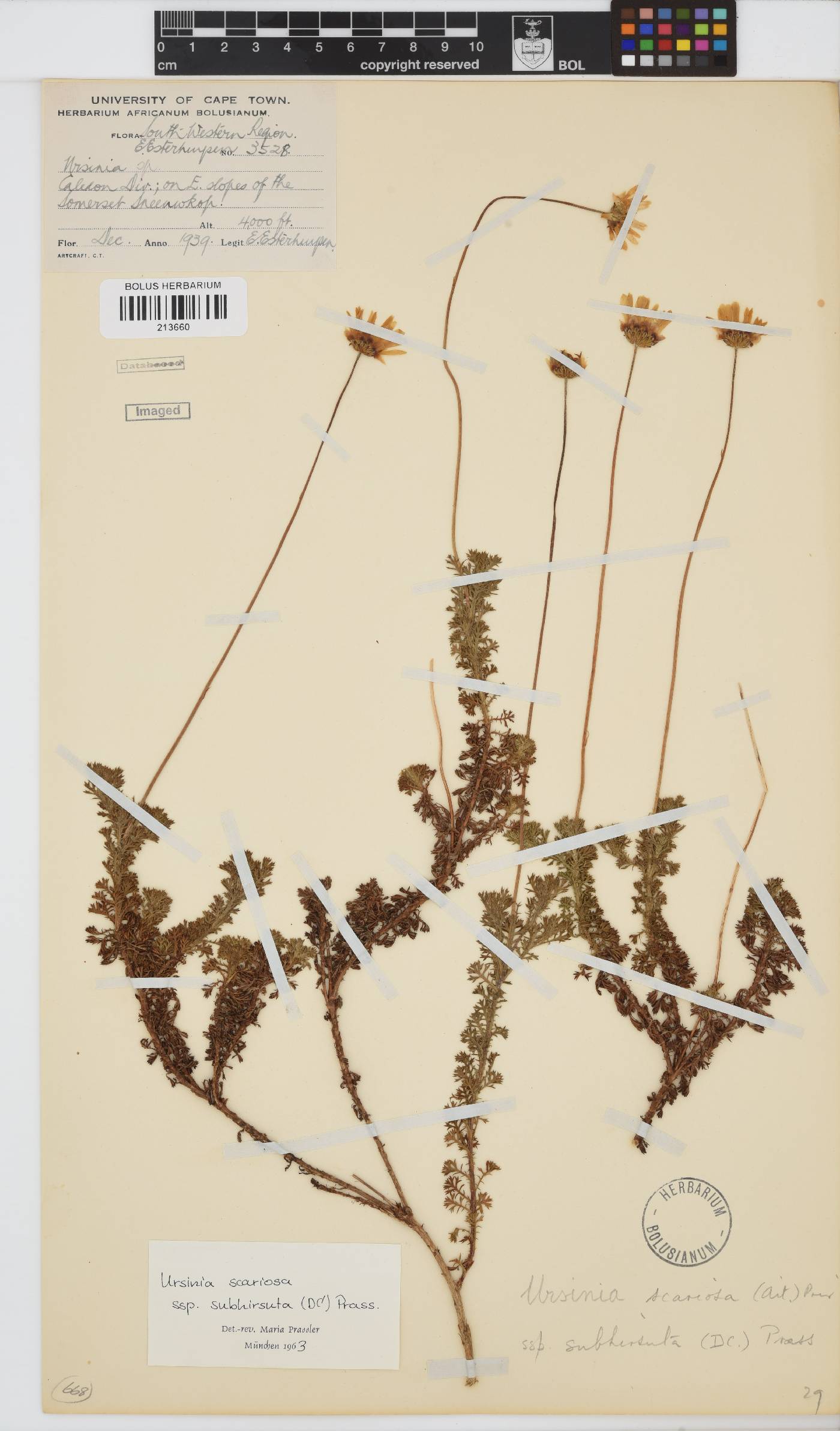 Ursinia scariosa subsp. subhirsuta image