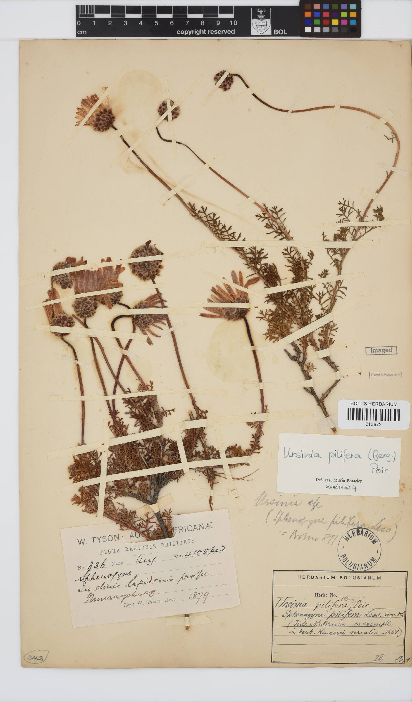 Ursinia pilifera image