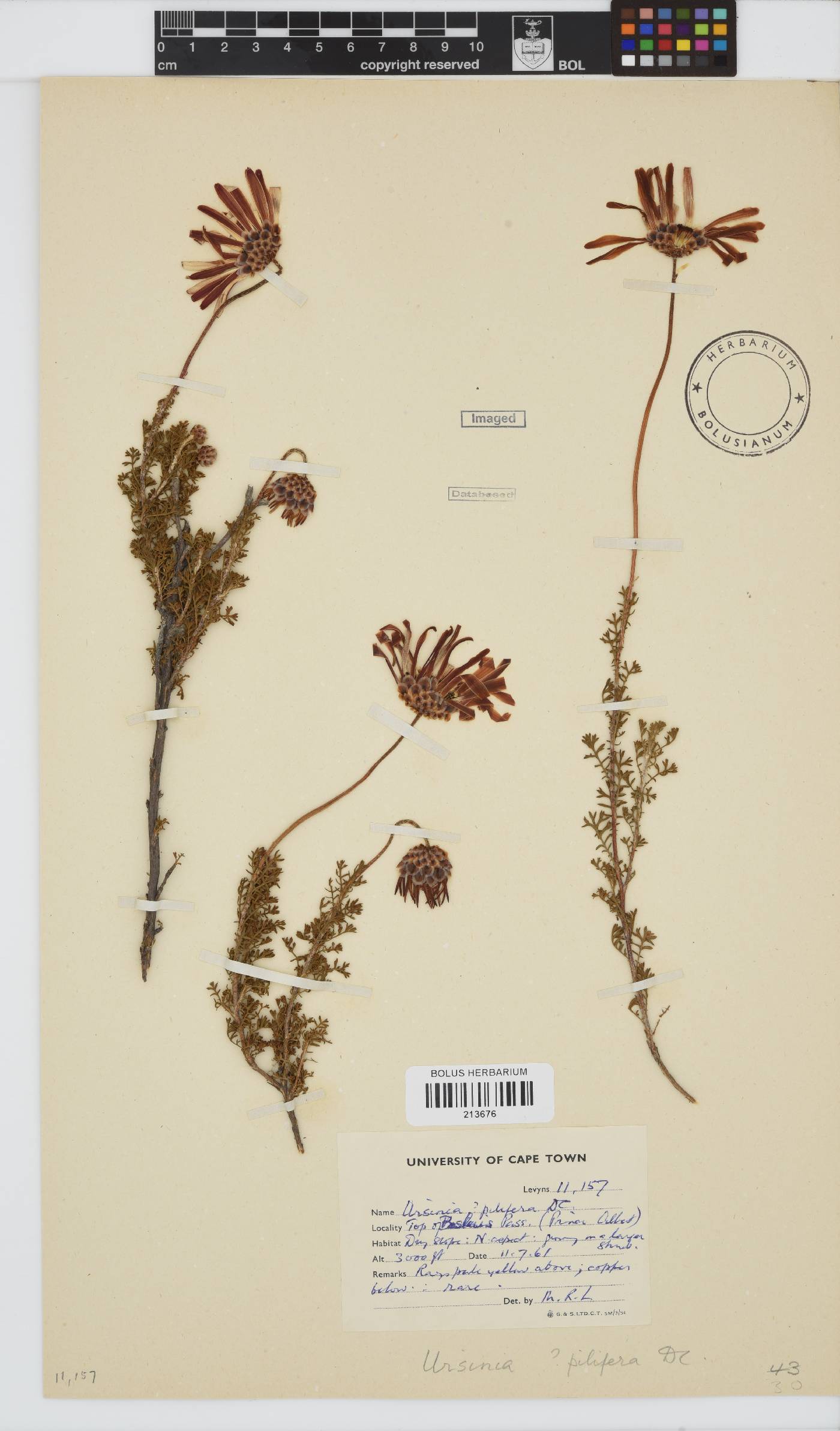 Ursinia pilifera image
