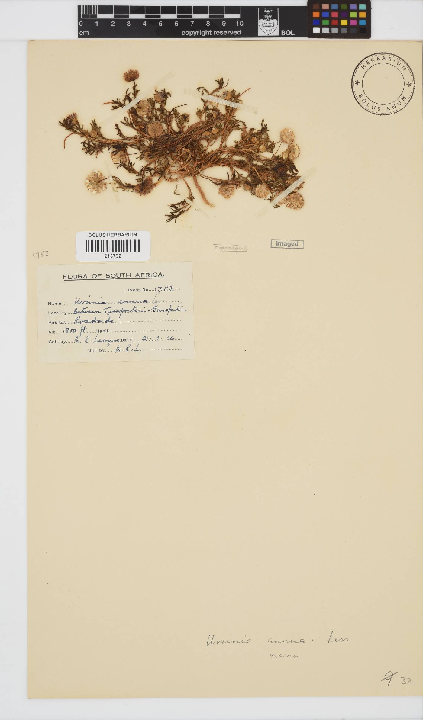 Ursinia nana subsp. nana image