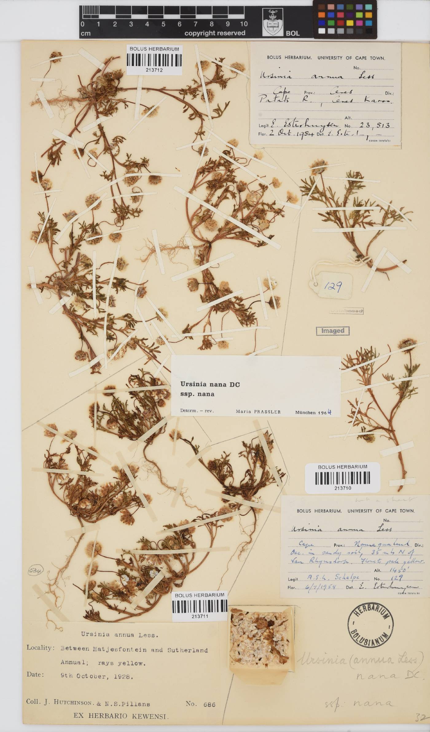 Ursinia nana subsp. nana image