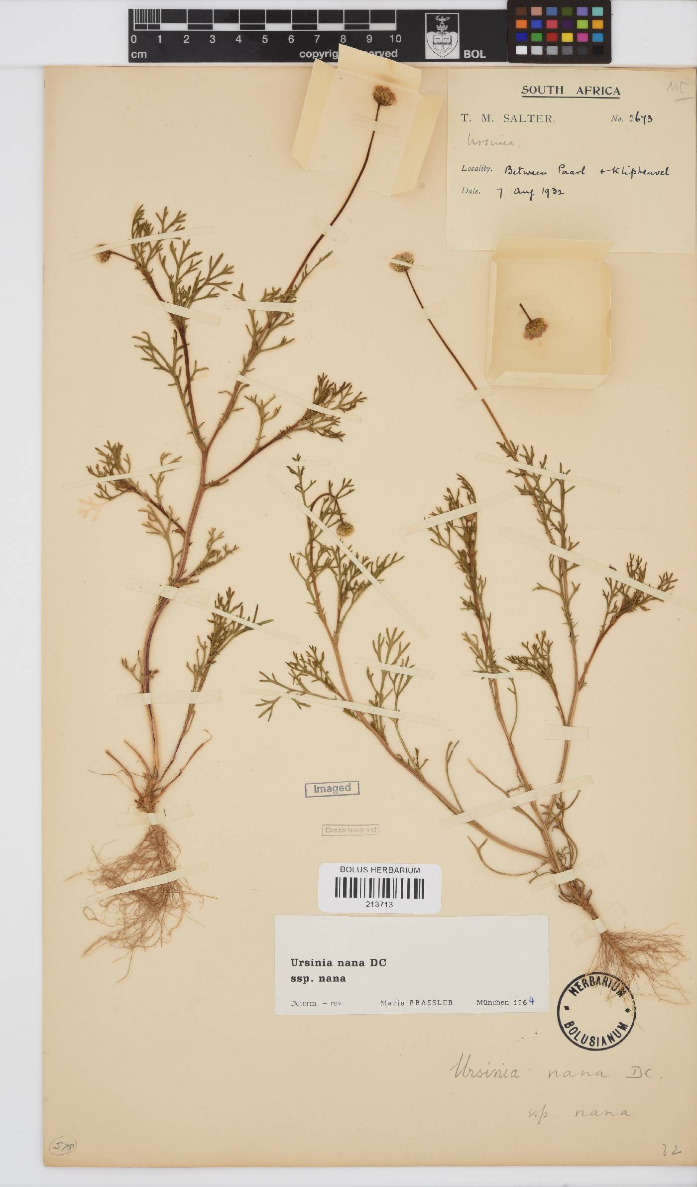 Ursinia nana subsp. nana image