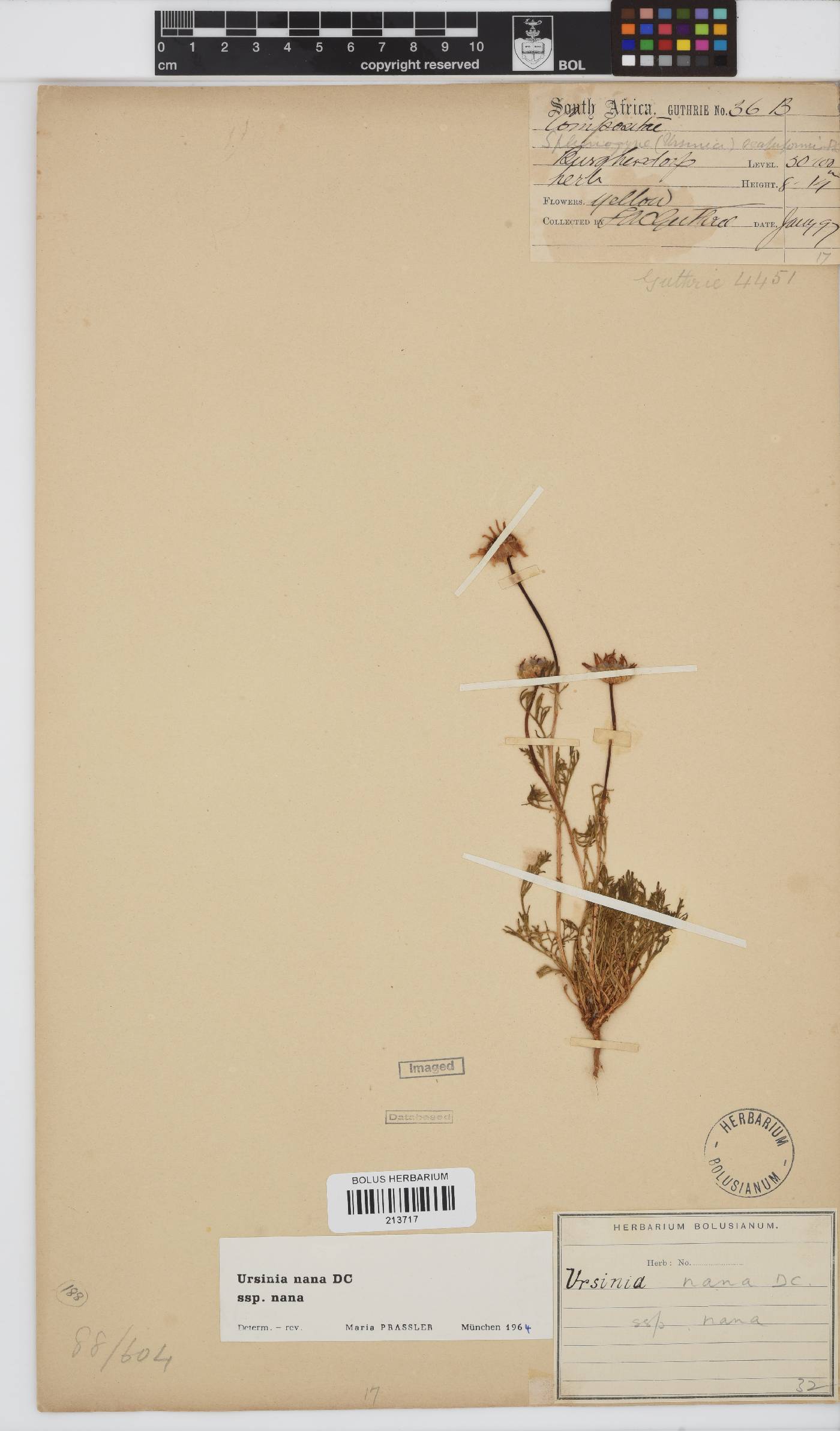 Ursinia nana subsp. nana image