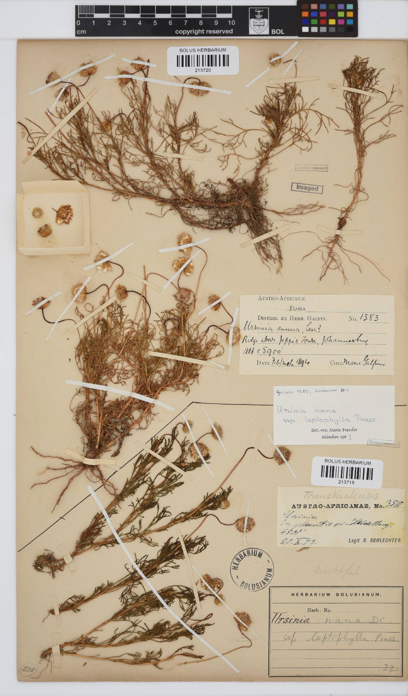 Ursinia nana subsp. leptophylla image