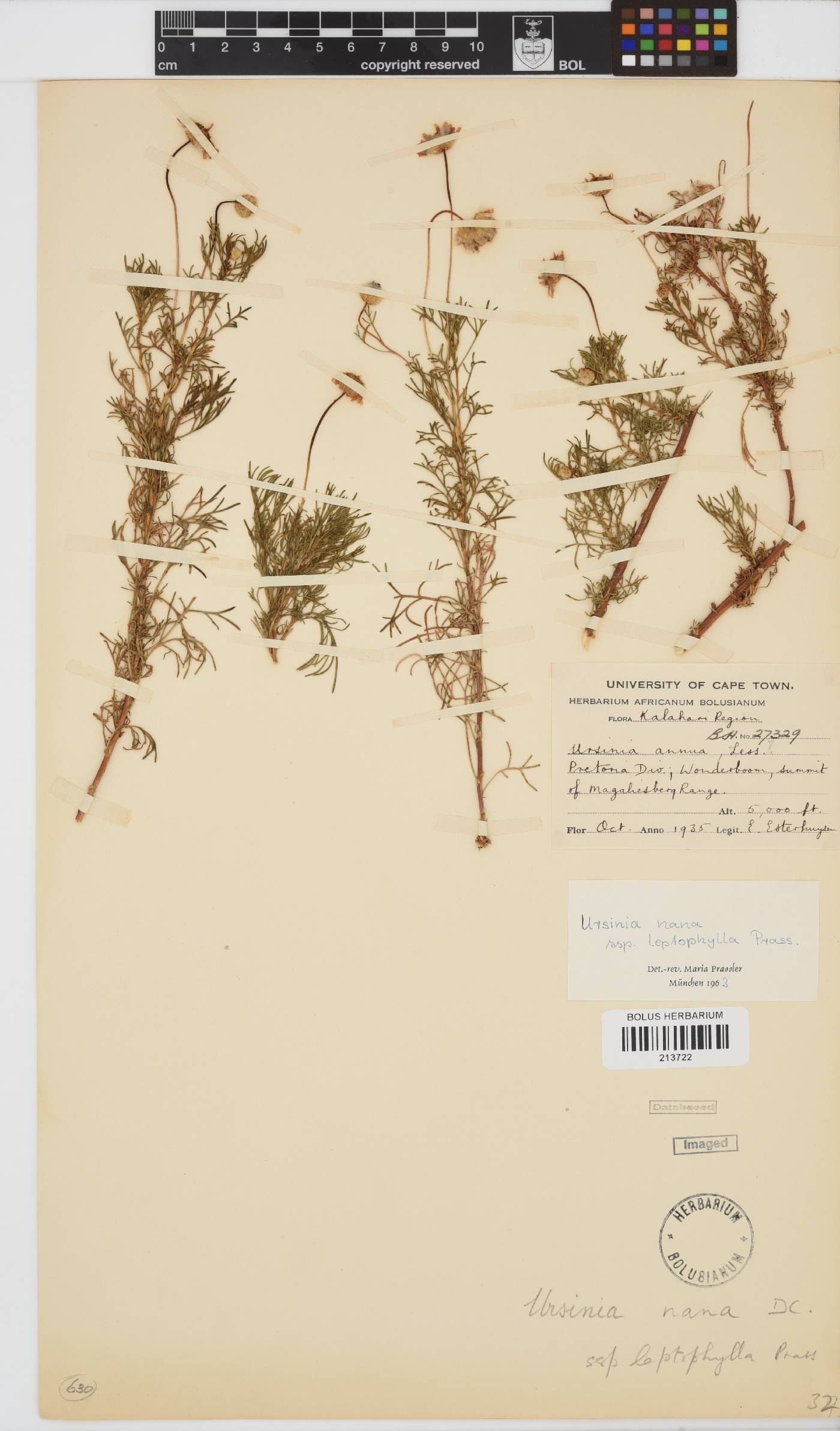 Ursinia nana subsp. leptophylla image