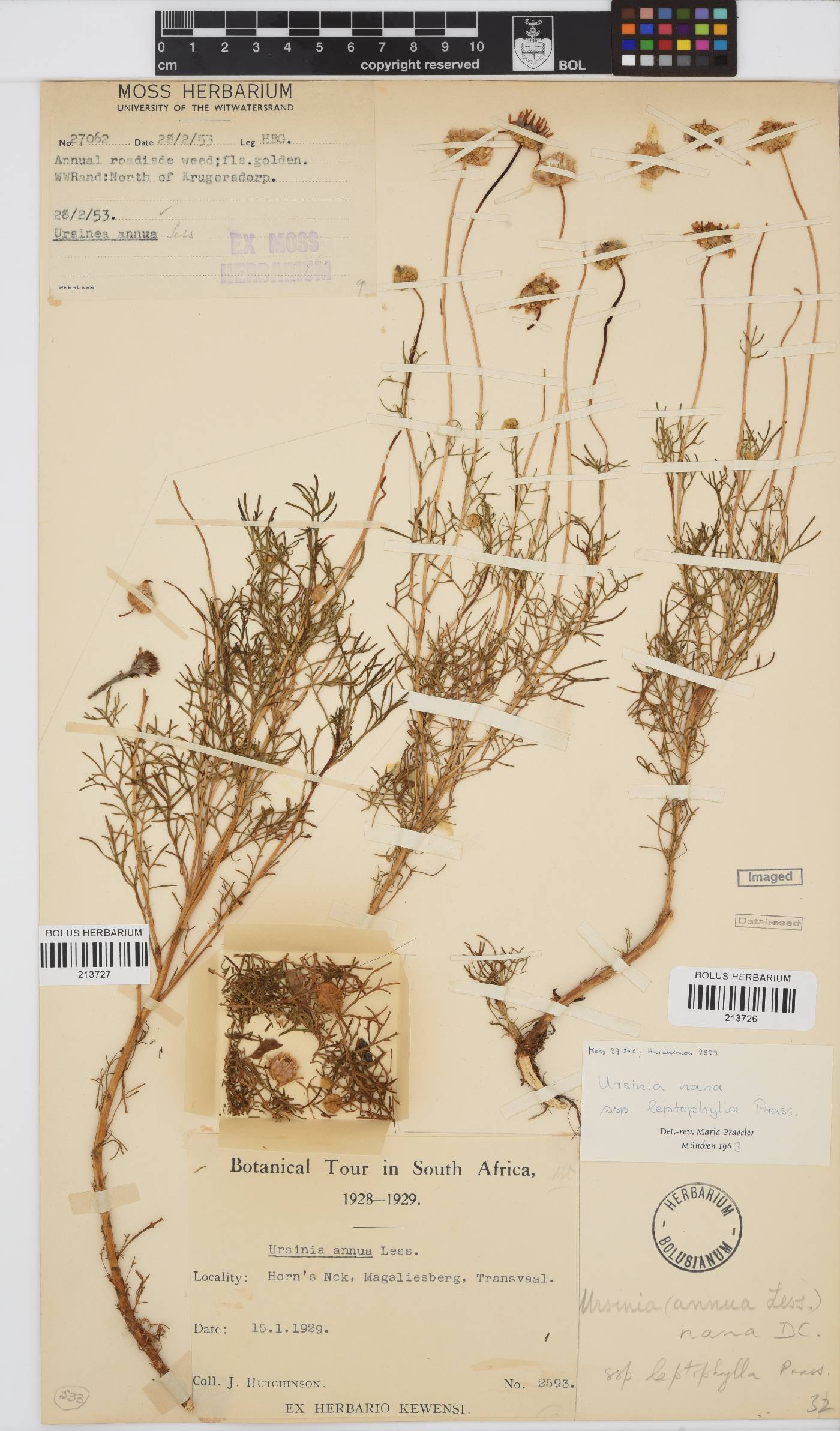 Ursinia nana subsp. leptophylla image