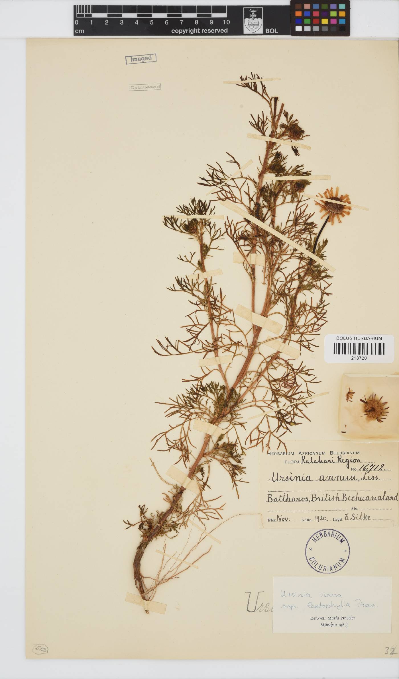 Ursinia nana subsp. leptophylla image