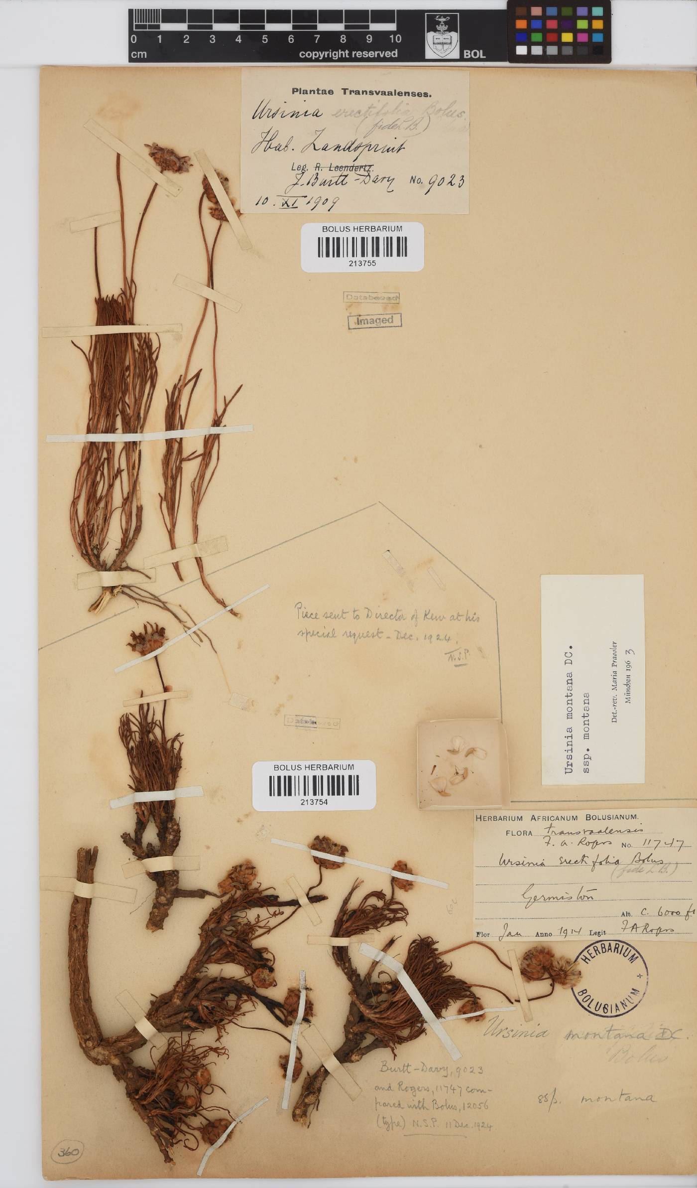 Ursinia montana subsp. montana image