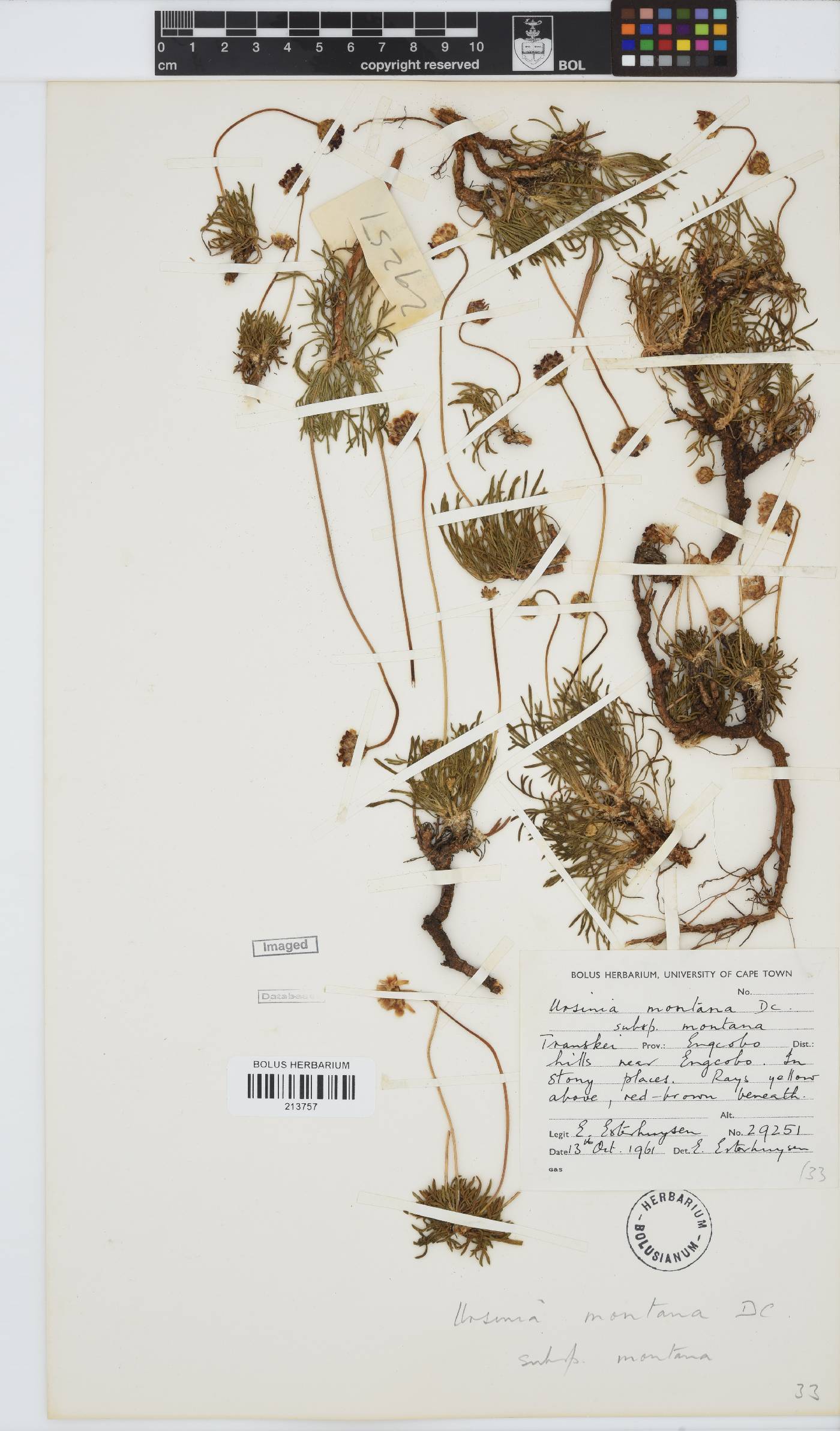 Ursinia montana subsp. montana image