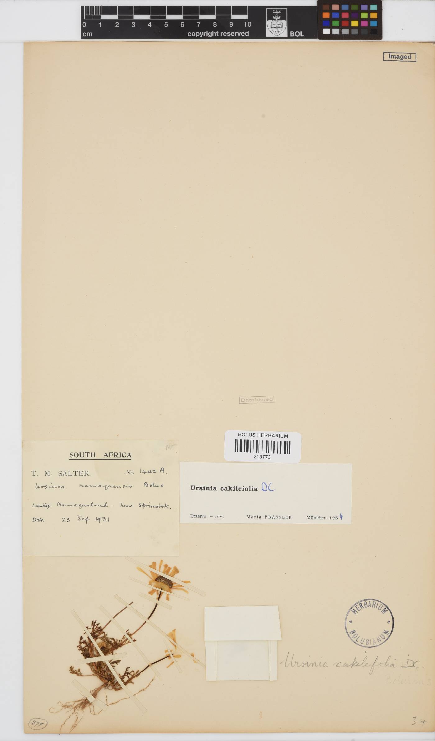 Ursinia cakilefolia image