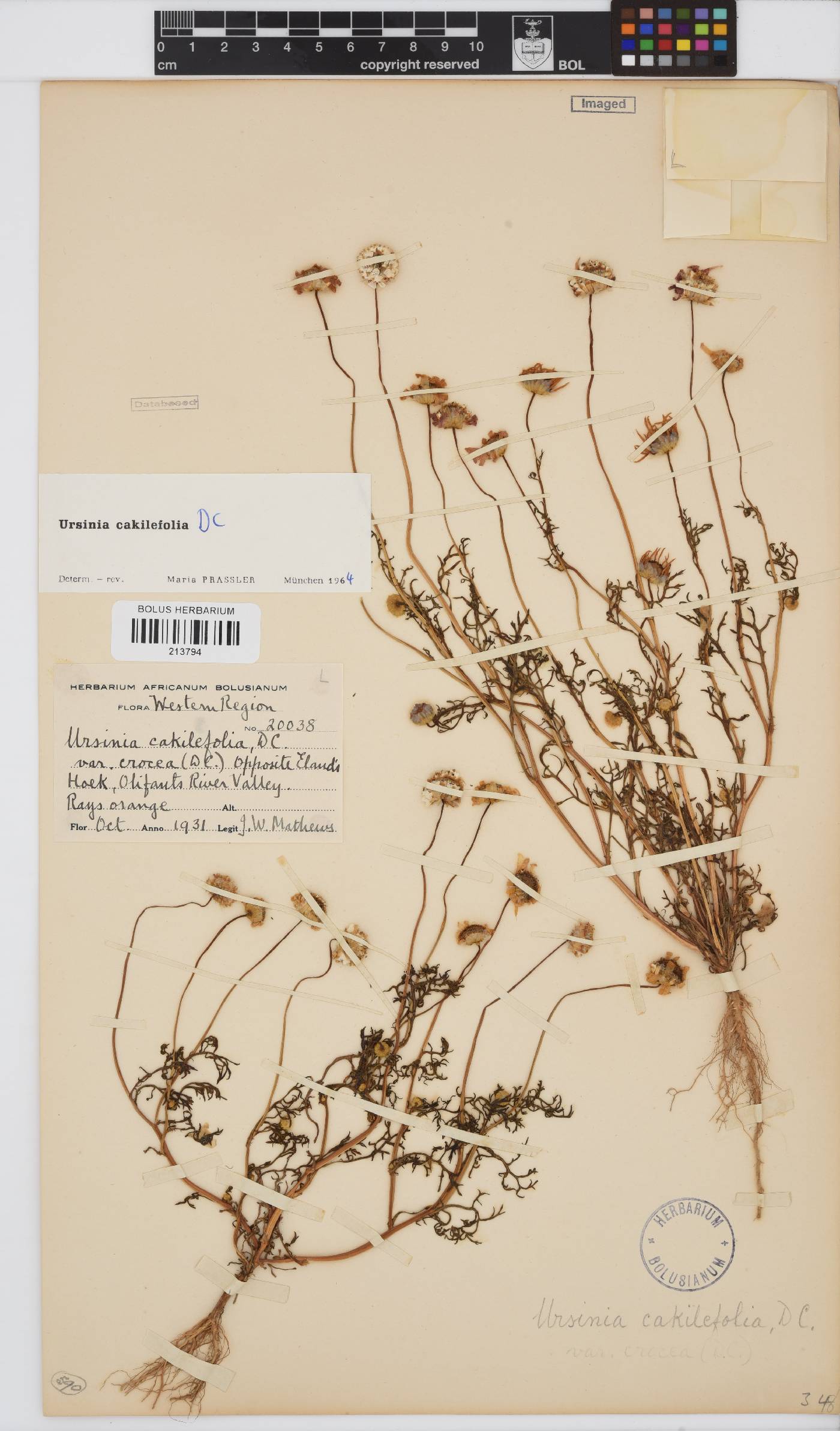 Ursinia cakilefolia image