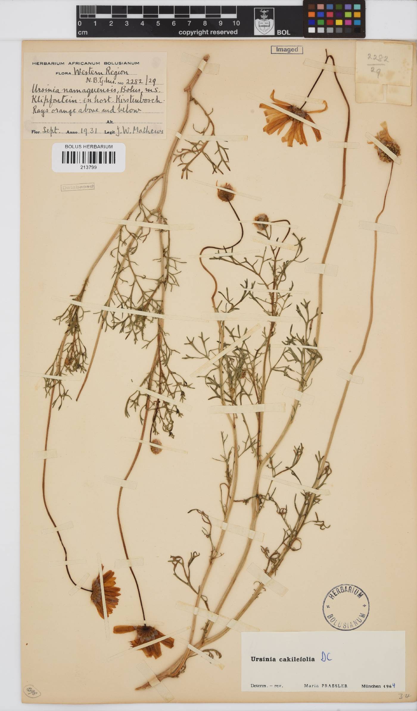 Ursinia cakilefolia image