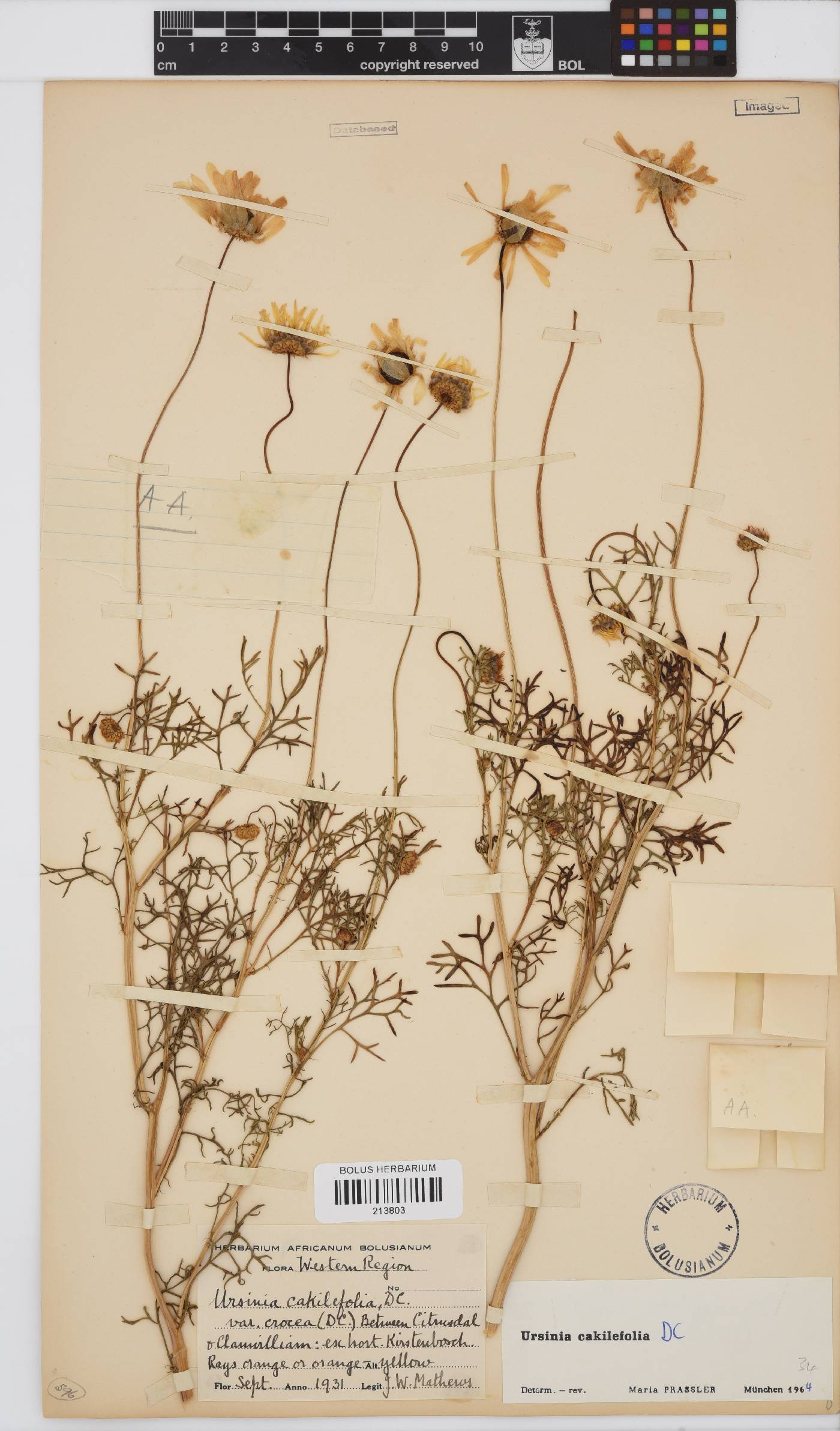 Ursinia cakilefolia image