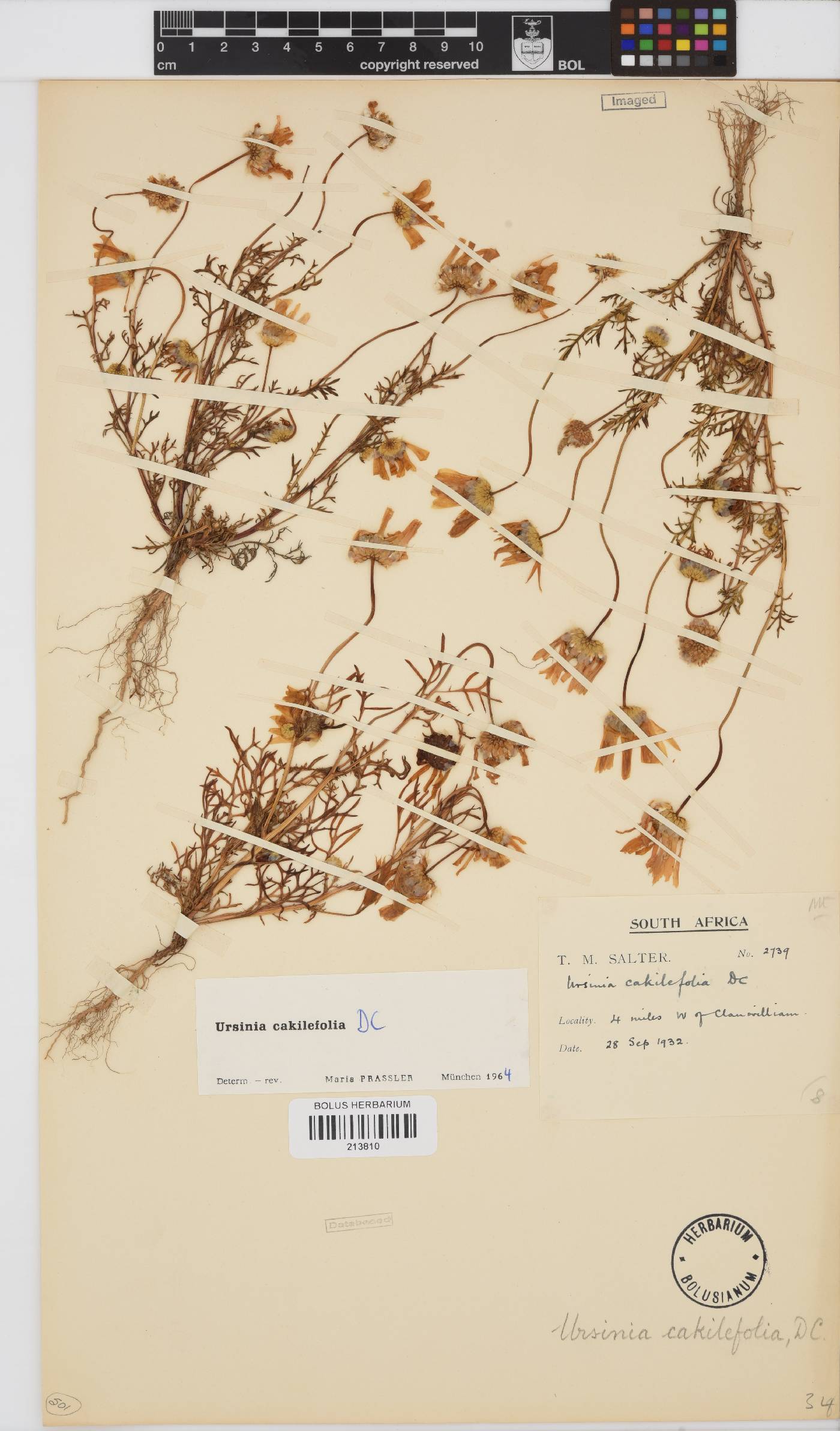 Ursinia cakilefolia image