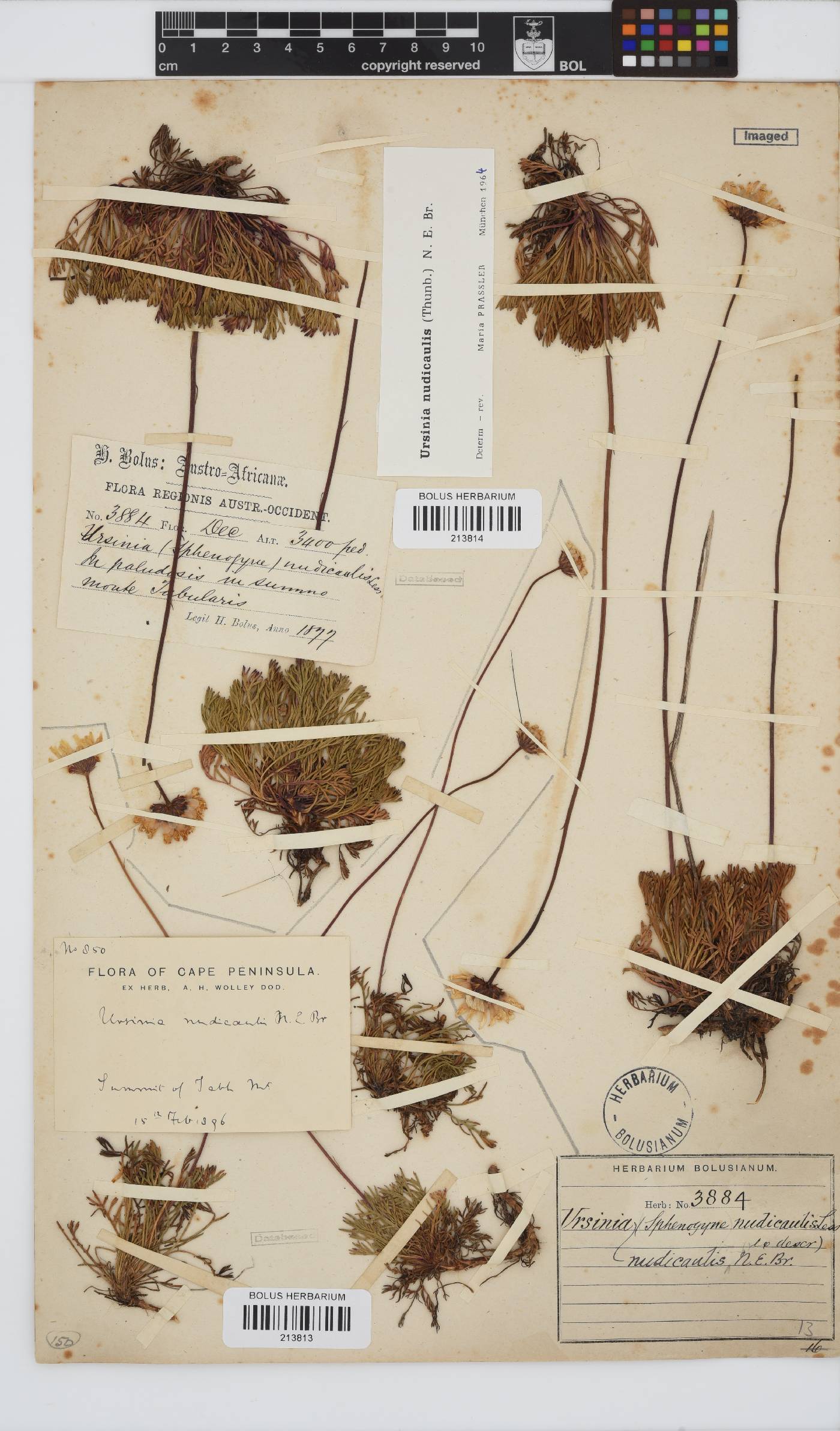 Ursinia nudicaulis image