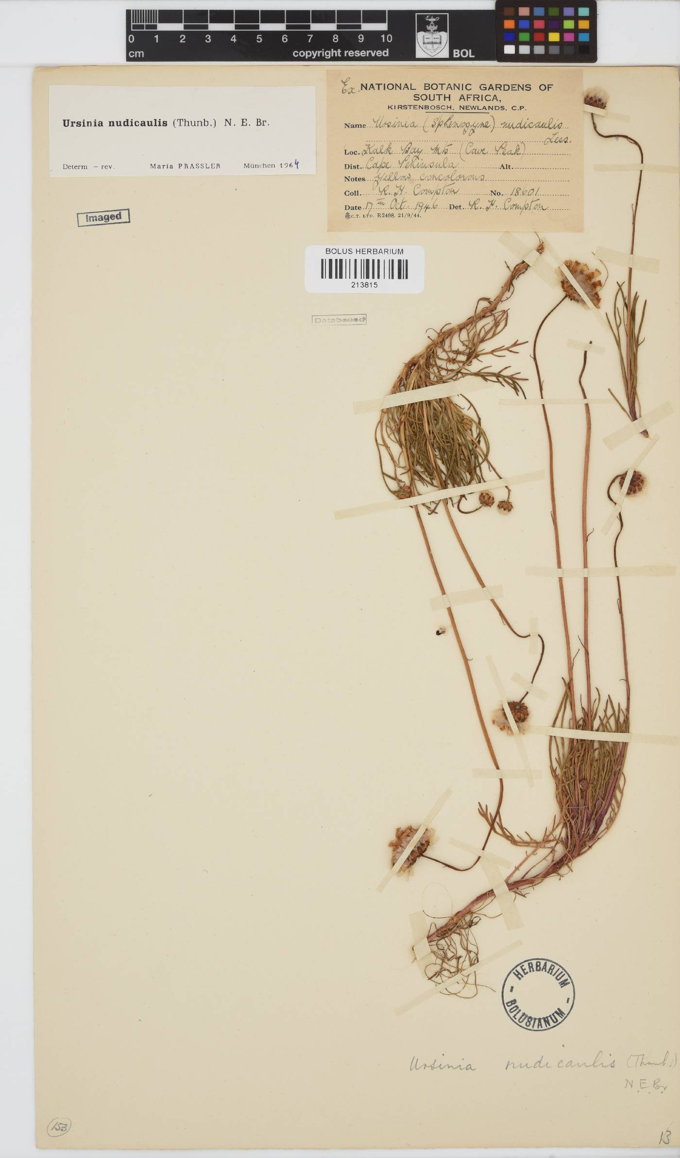 Ursinia nudicaulis image