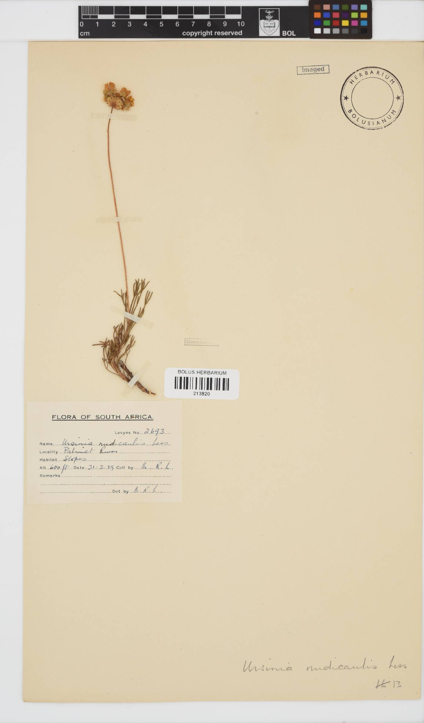 Ursinia nudicaulis image