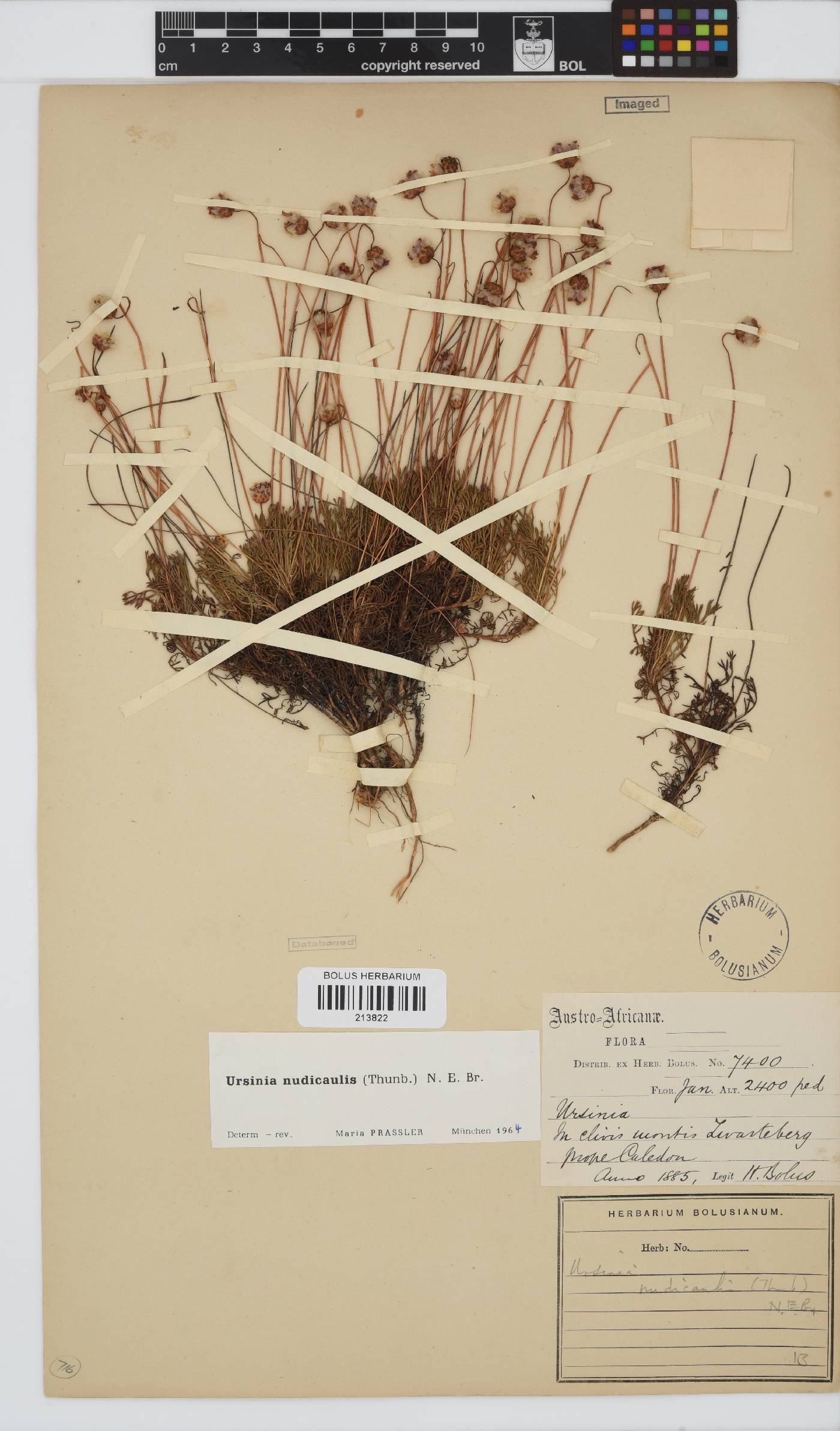 Ursinia nudicaulis image