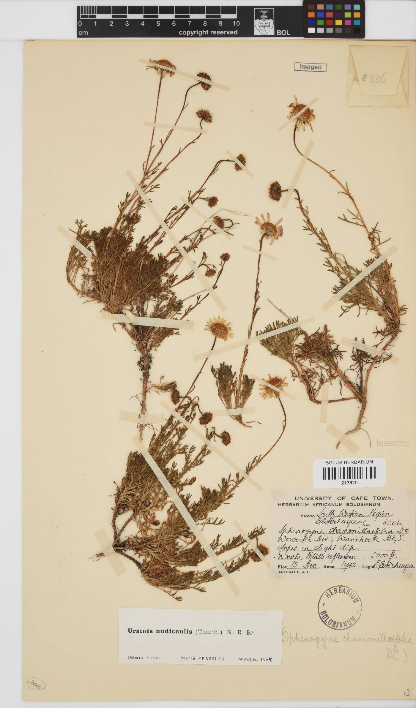 Ursinia nudicaulis image