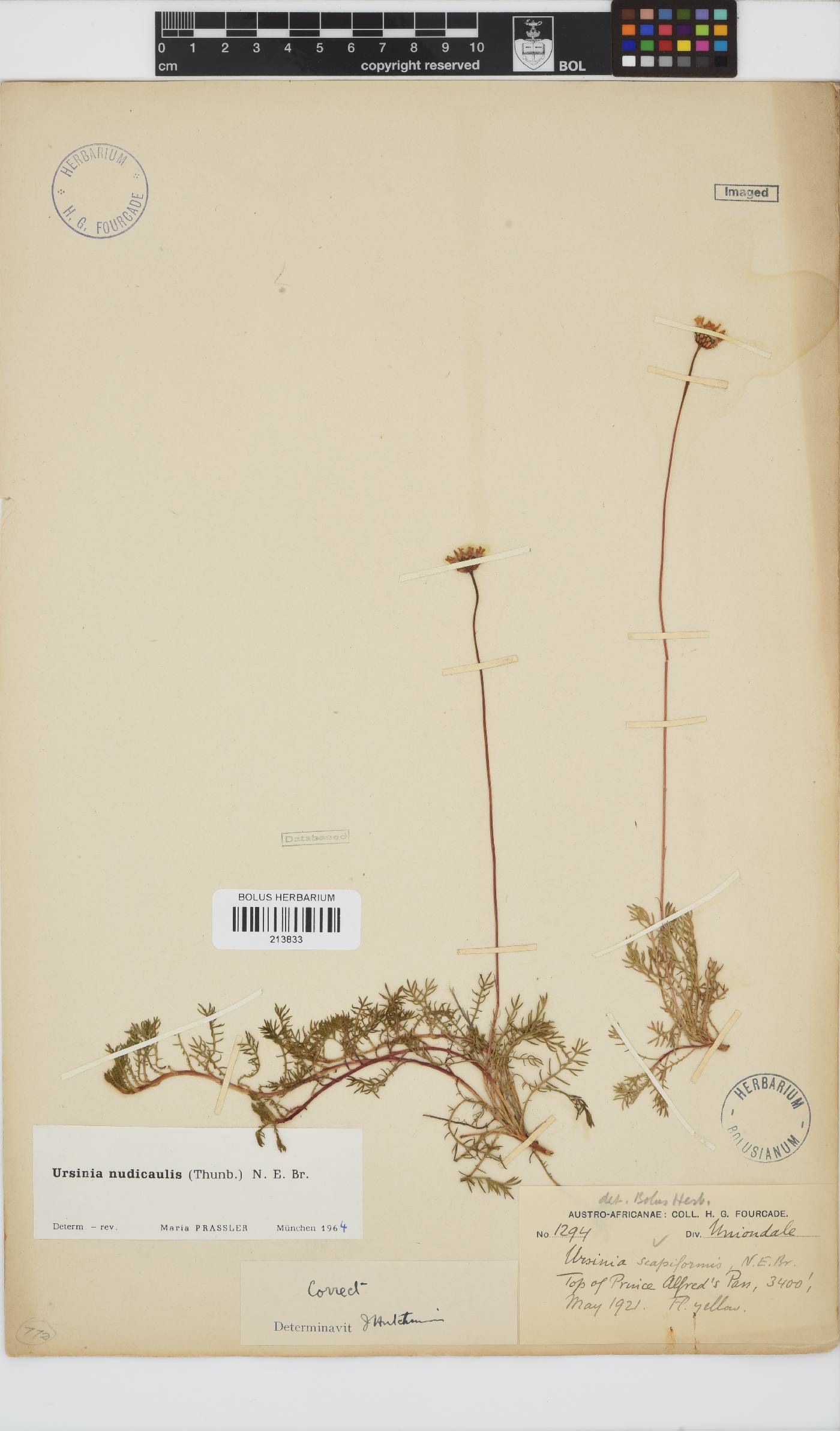 Ursinia nudicaulis image