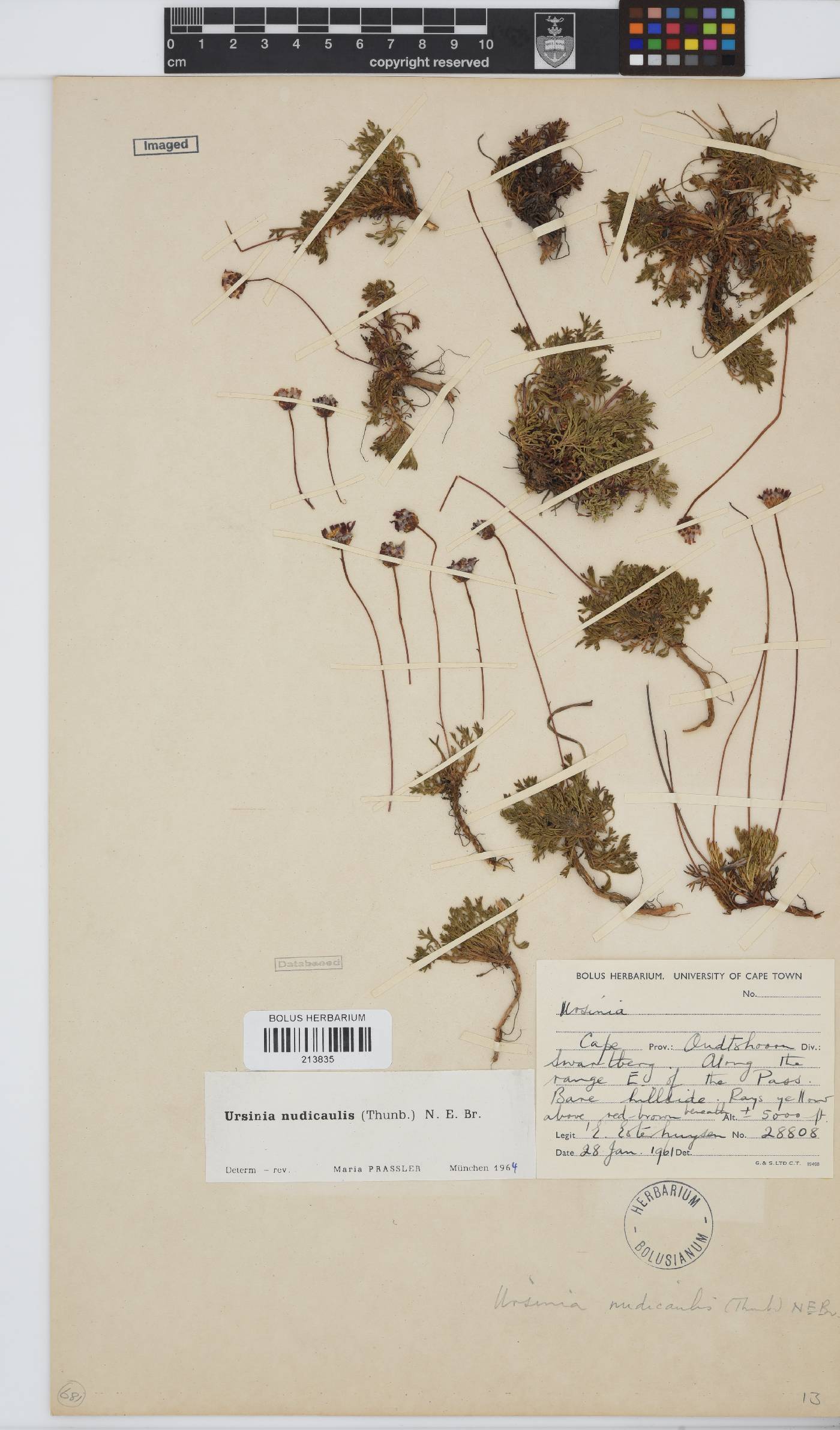 Ursinia nudicaulis image