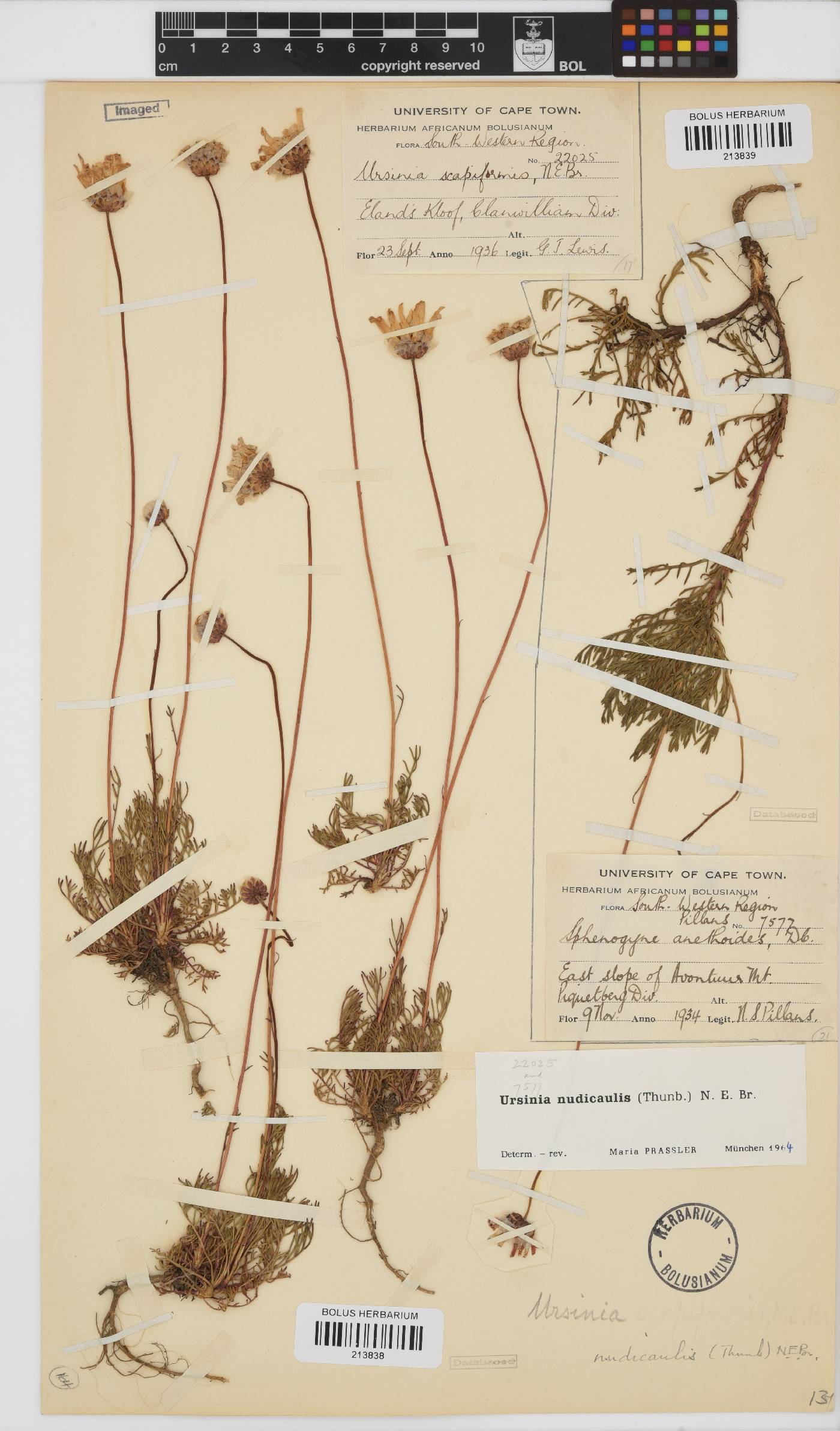 Ursinia nudicaulis image