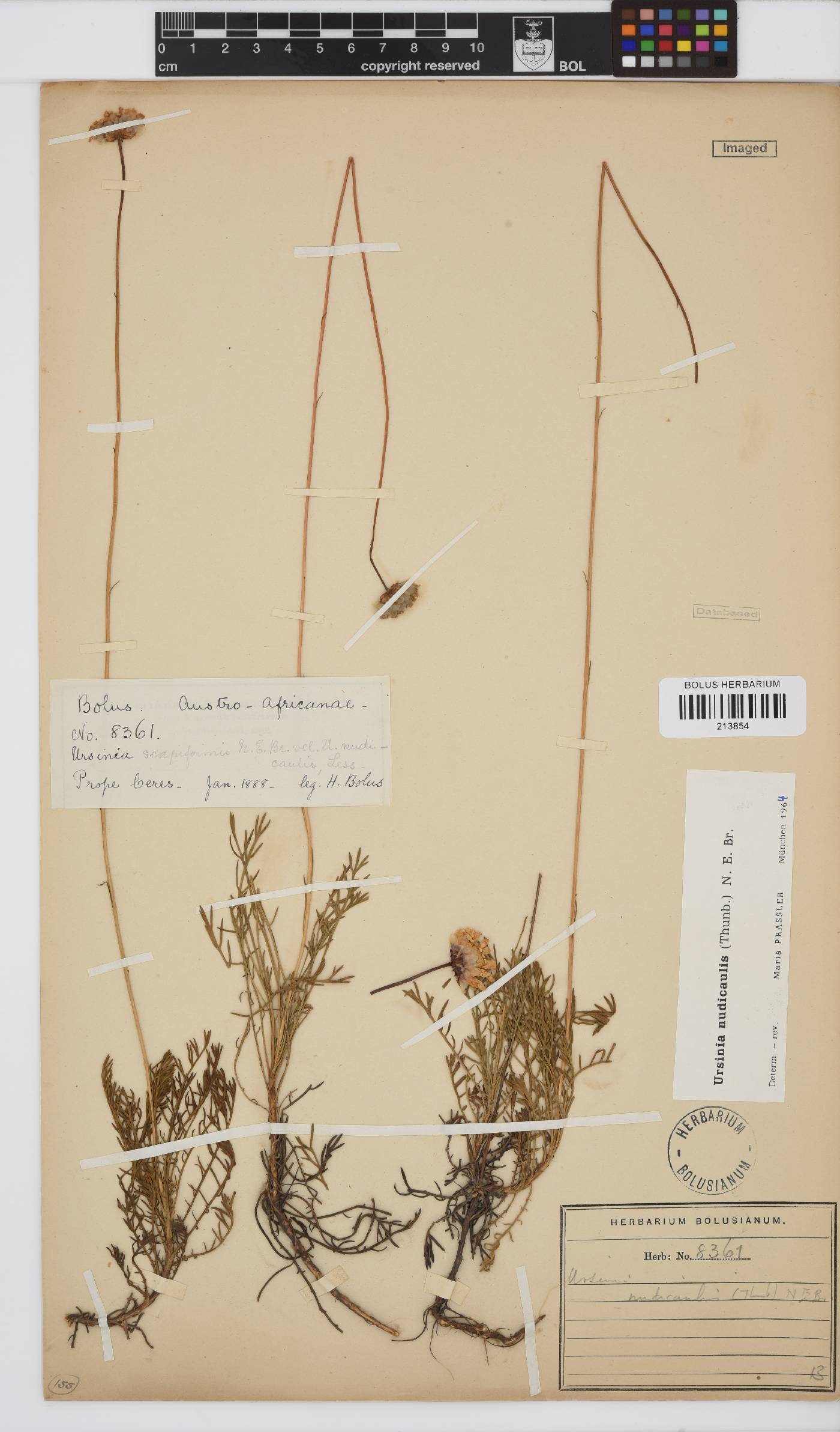 Ursinia nudicaulis image