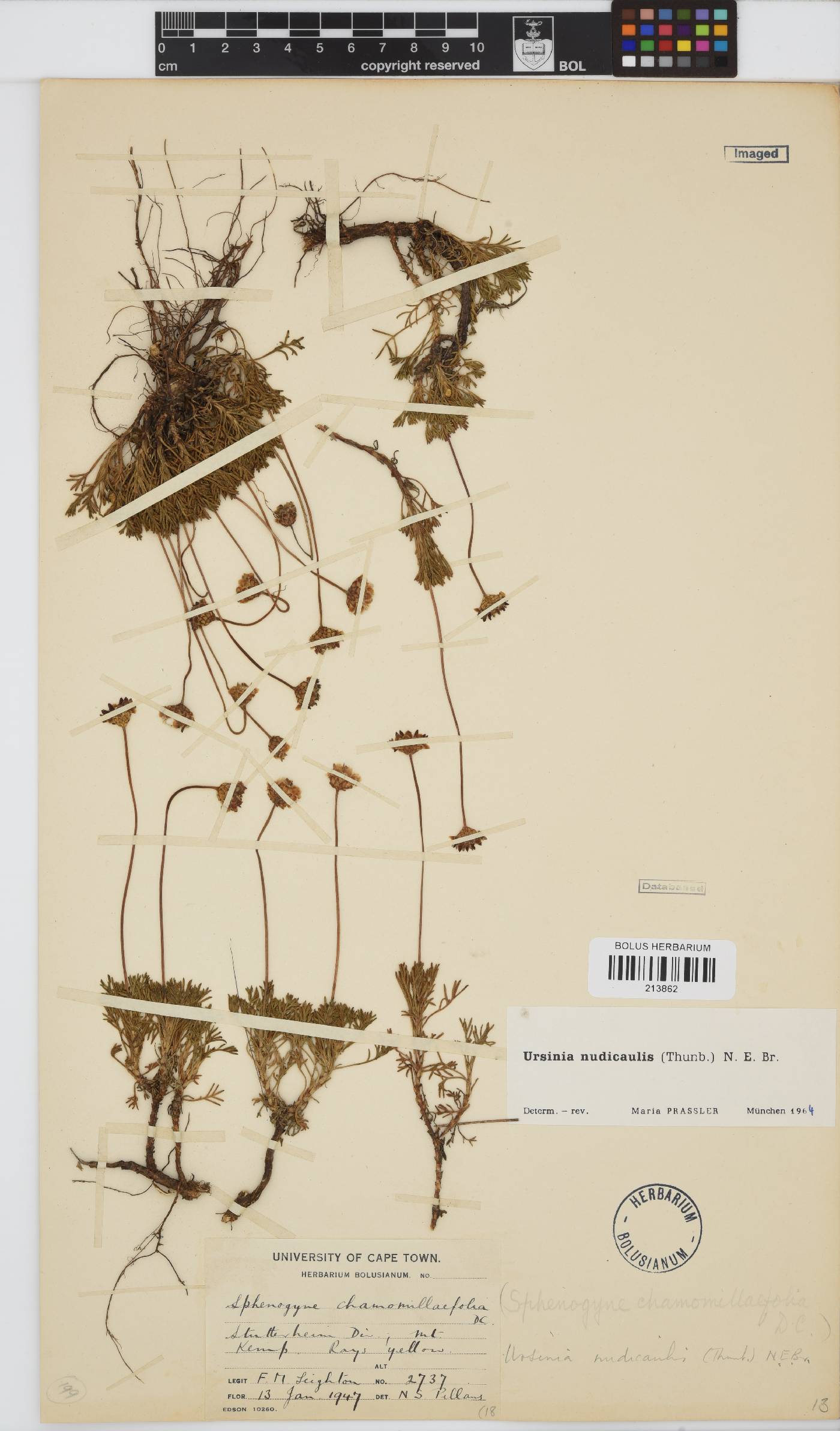 Ursinia nudicaulis image