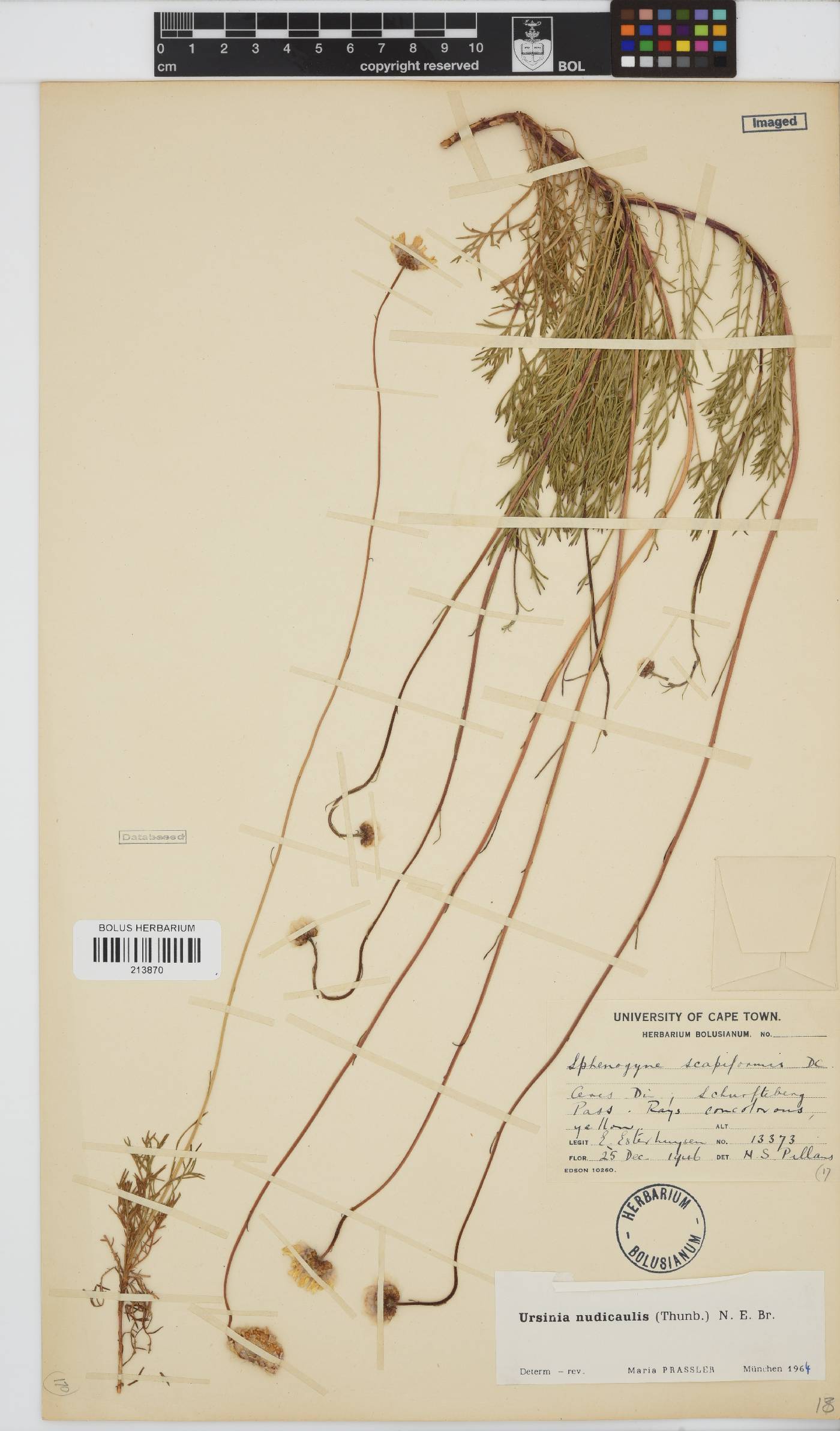 Ursinia nudicaulis image