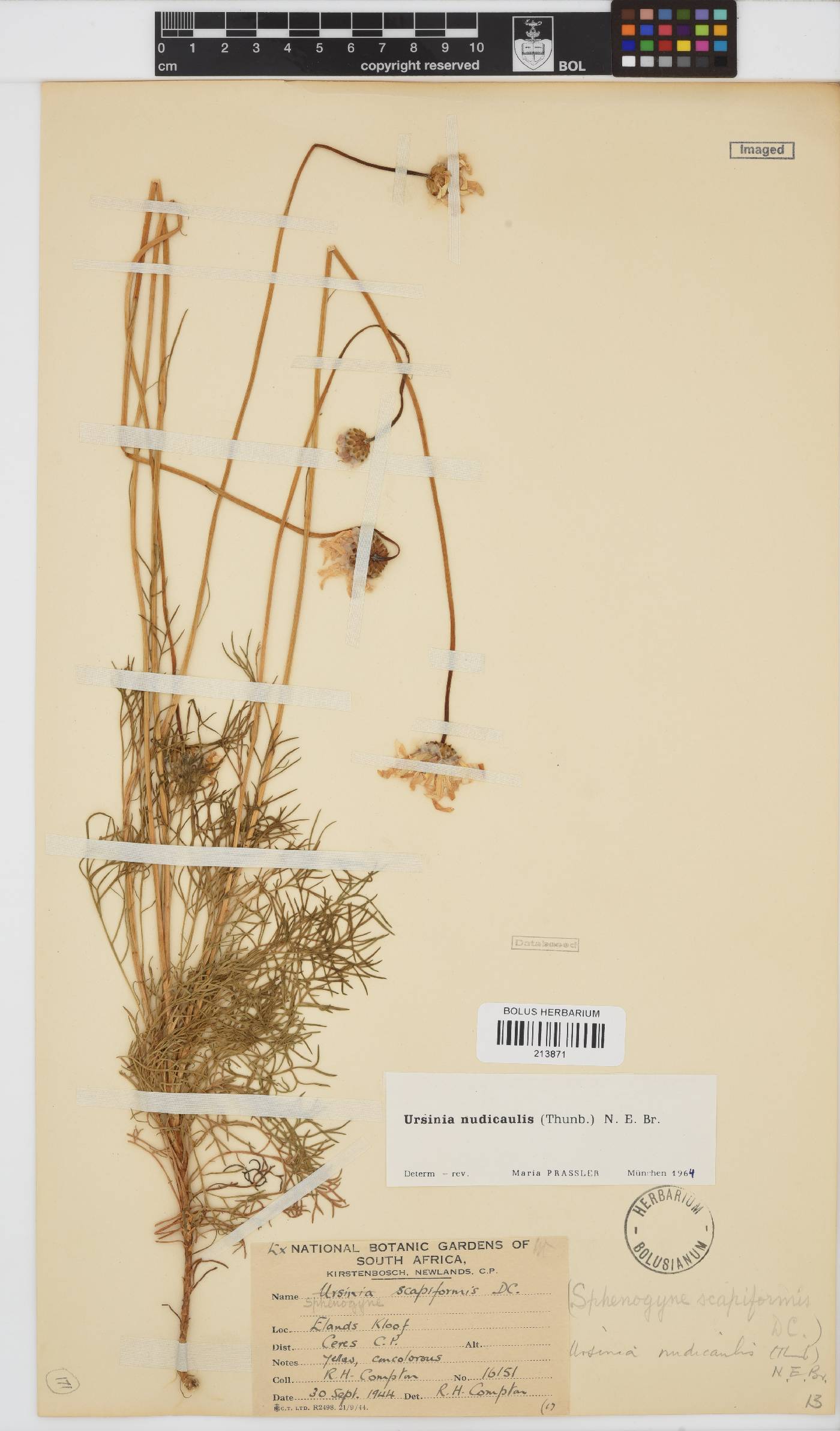 Ursinia nudicaulis image