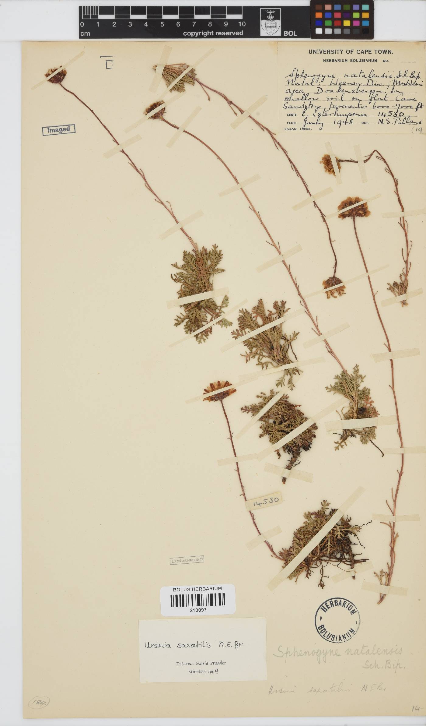 Ursinia saxatilis image