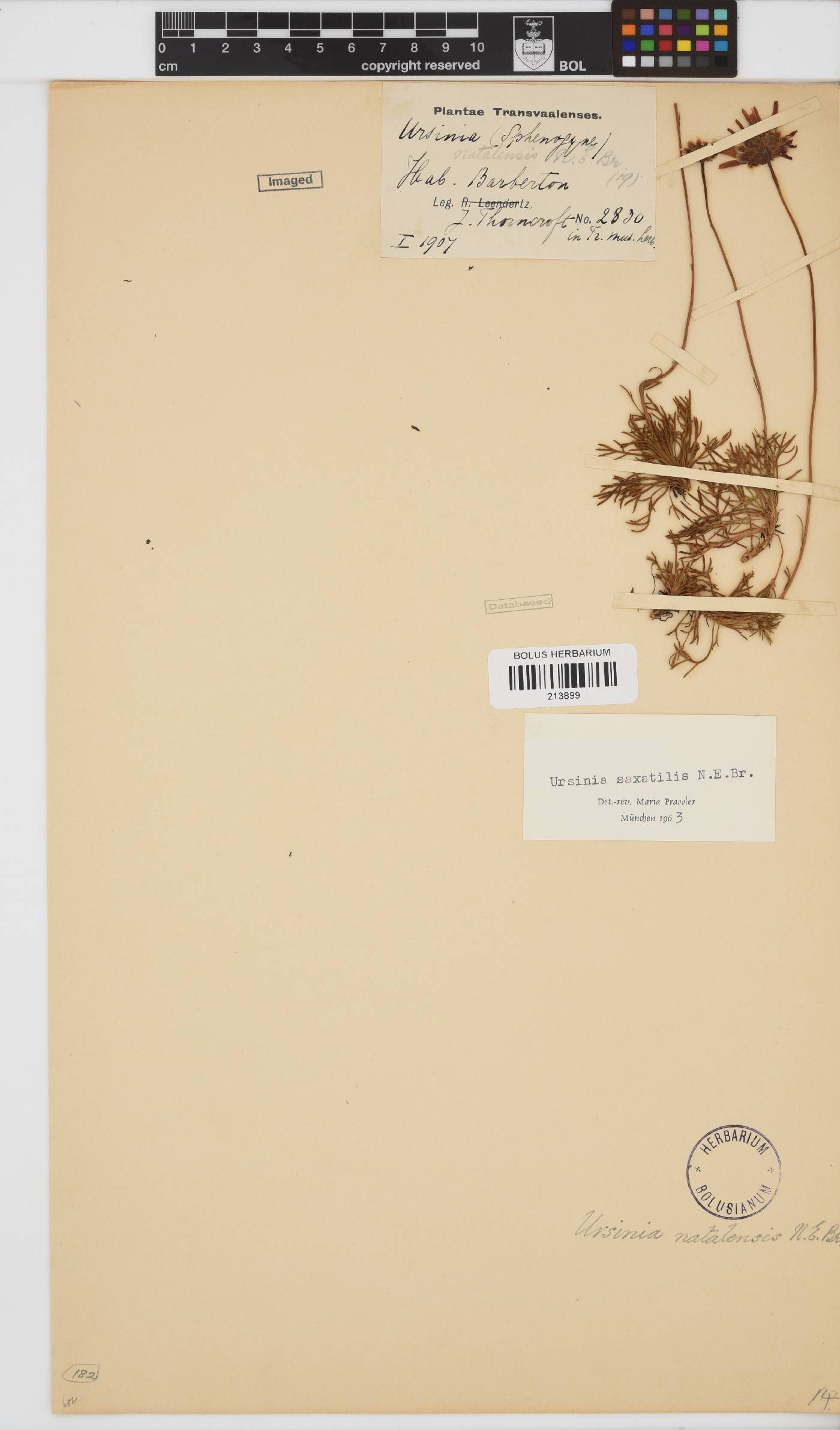 Ursinia saxatilis image