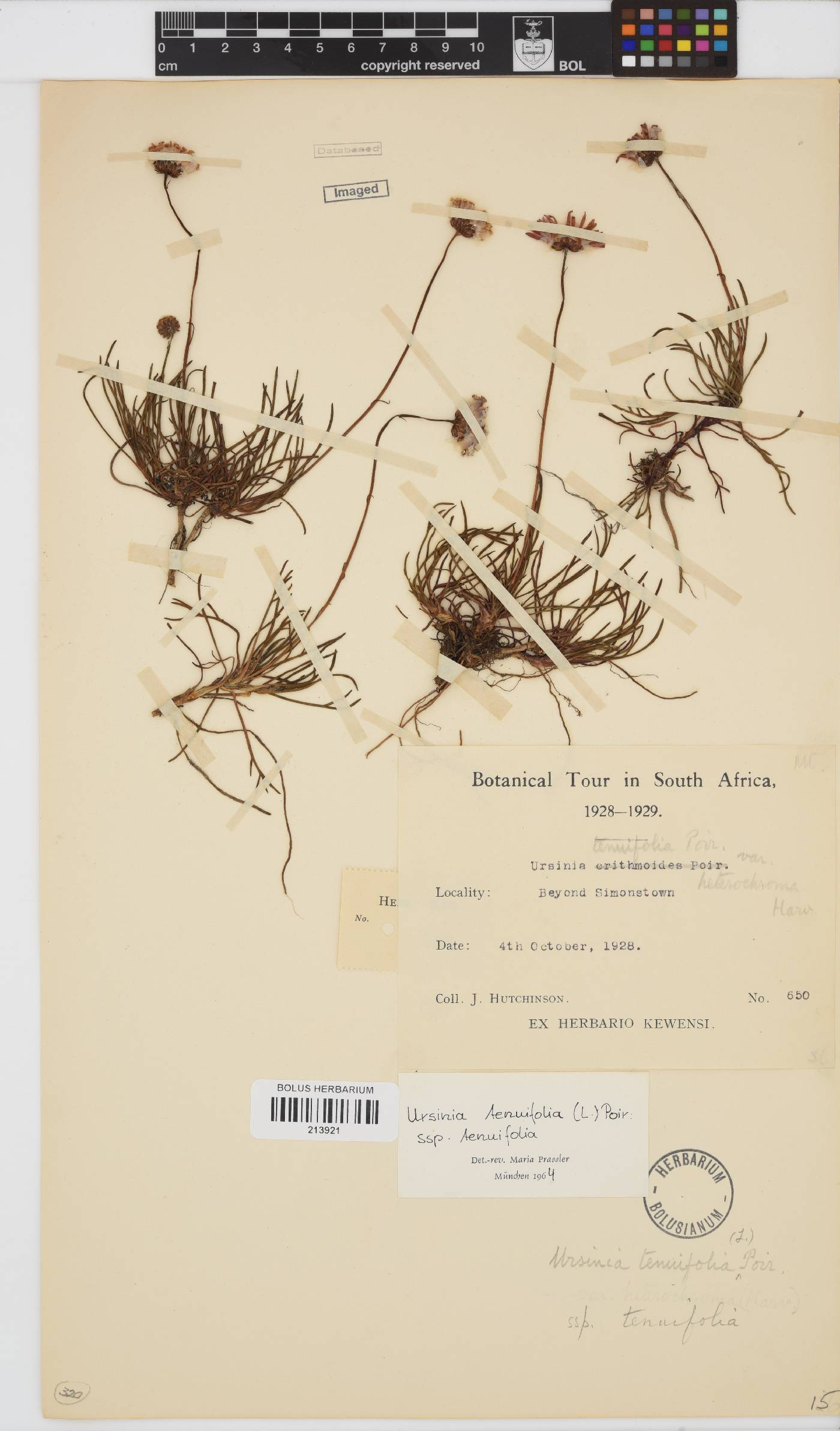 Ursinia tenuifolia image