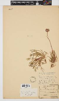 Ursinia tenuifolia subsp. ciliaris image