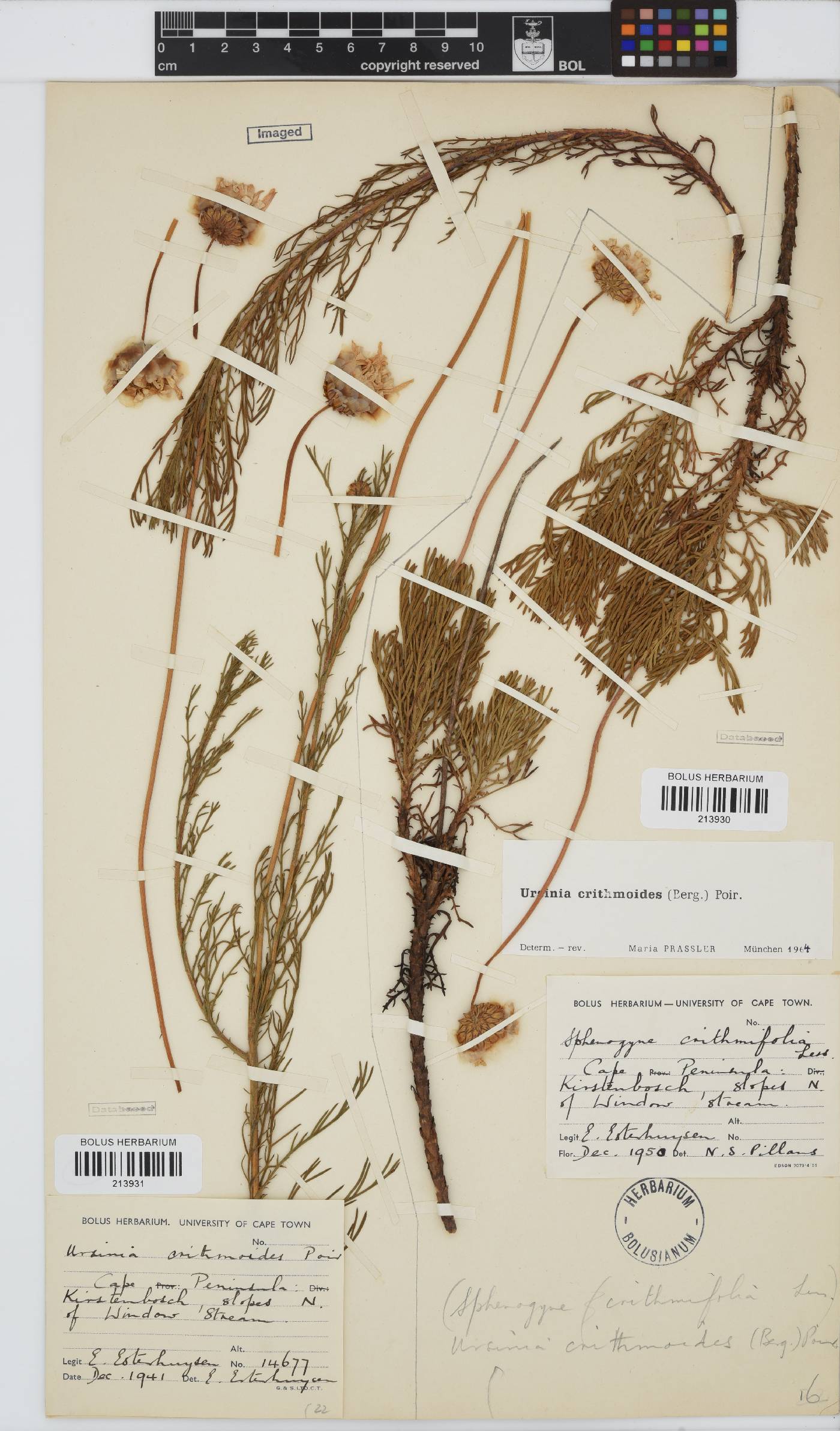 Ursinia paleacea image
