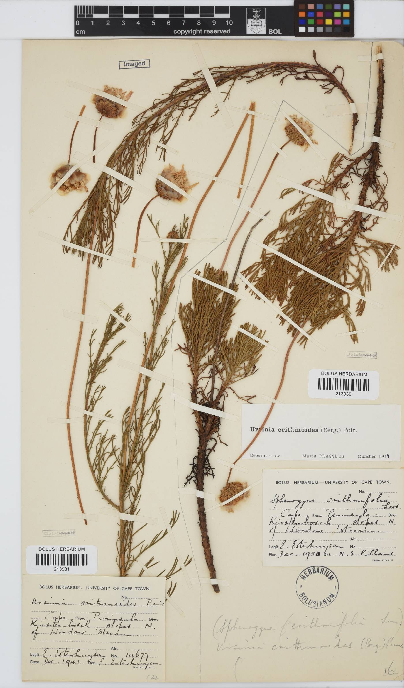 Ursinia image