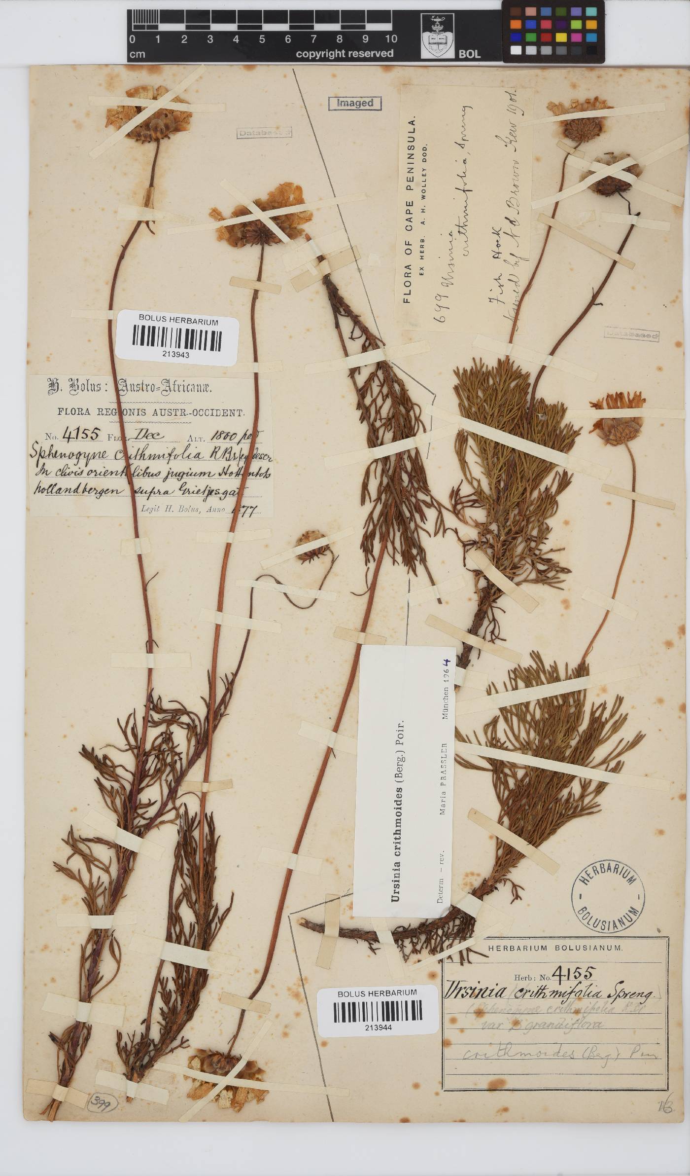 Ursinia paleacea image