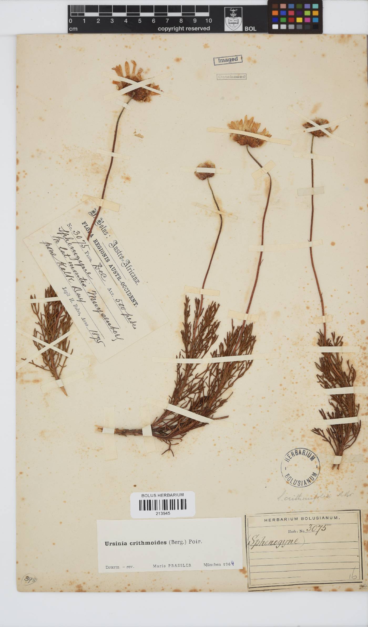 Ursinia paleacea image